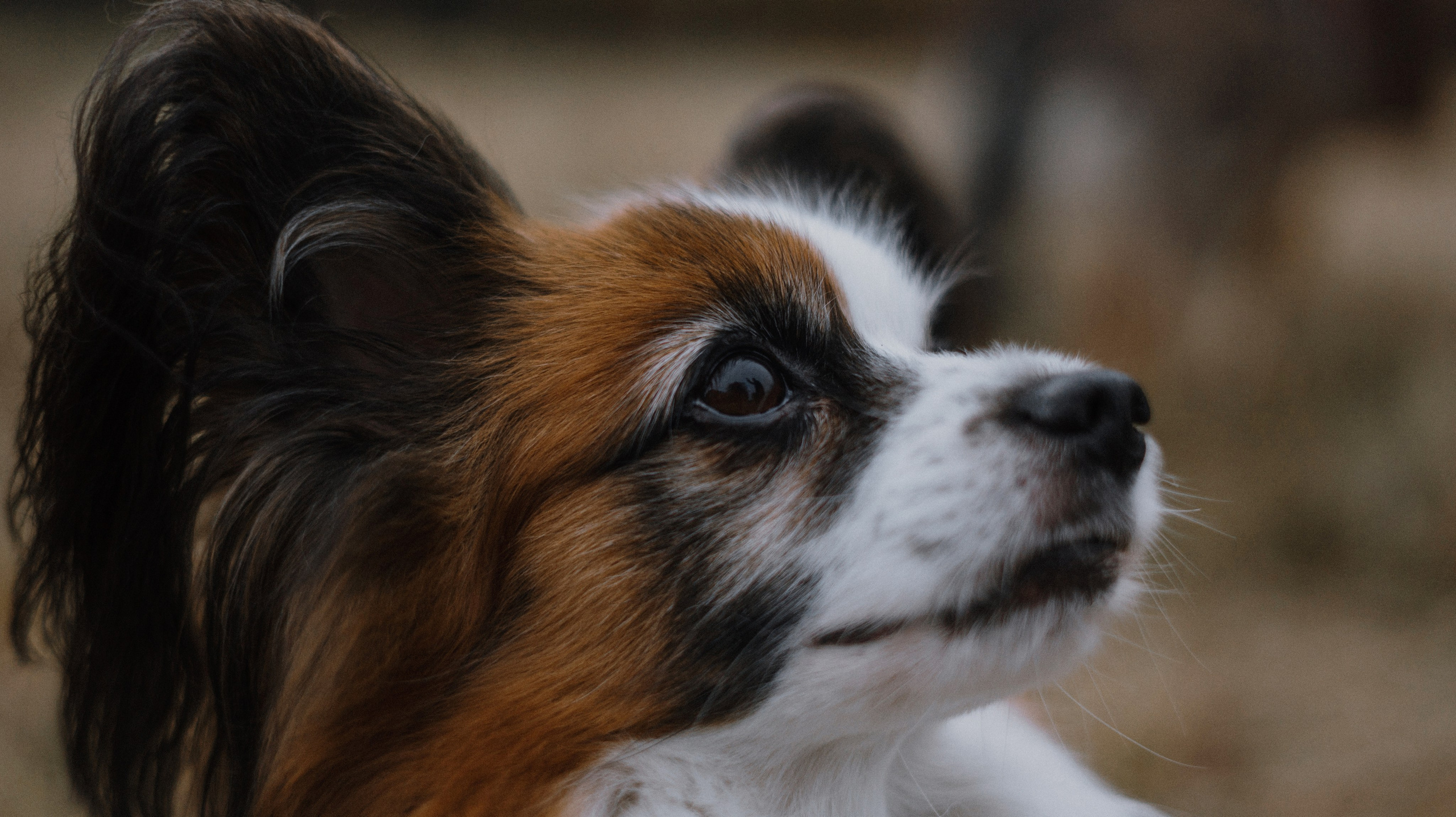 Маша, Катя, Астрид и Мася. Фотограф-анималист Богданова Полина