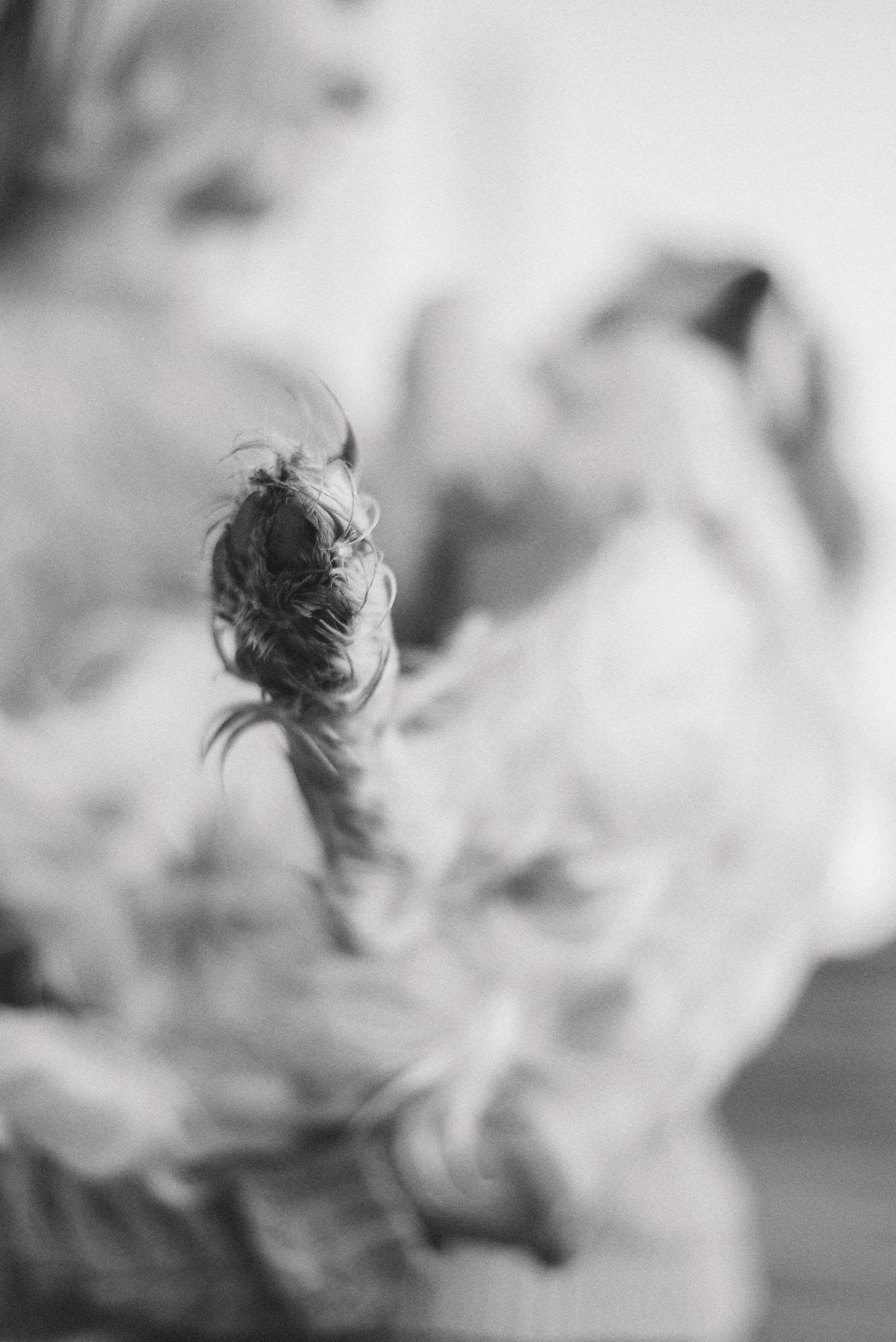 Маша и Вега. Фотограф-анималист Богданова Полина