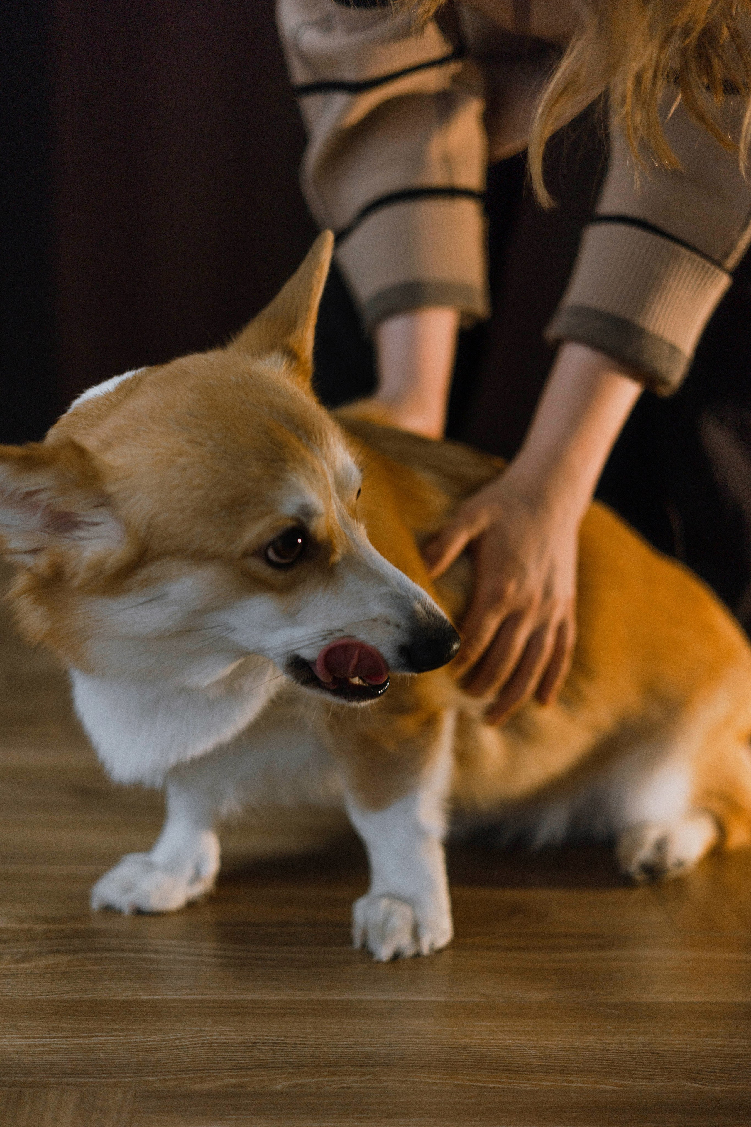 Настя и Мия. Фотограф-анималист Богданова Полина
