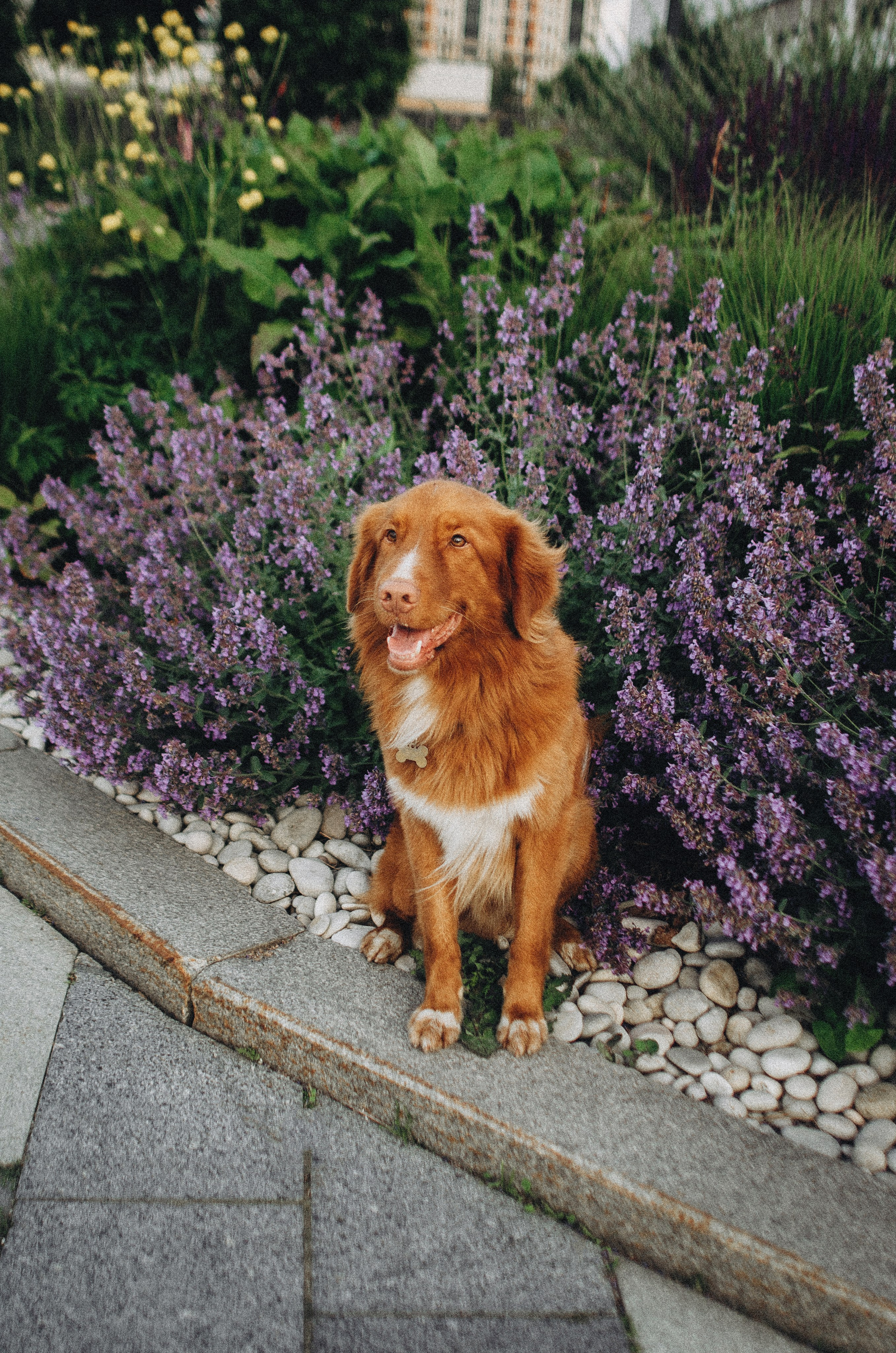 Алина и Бис. Фотограф-анималист Богданова Полина