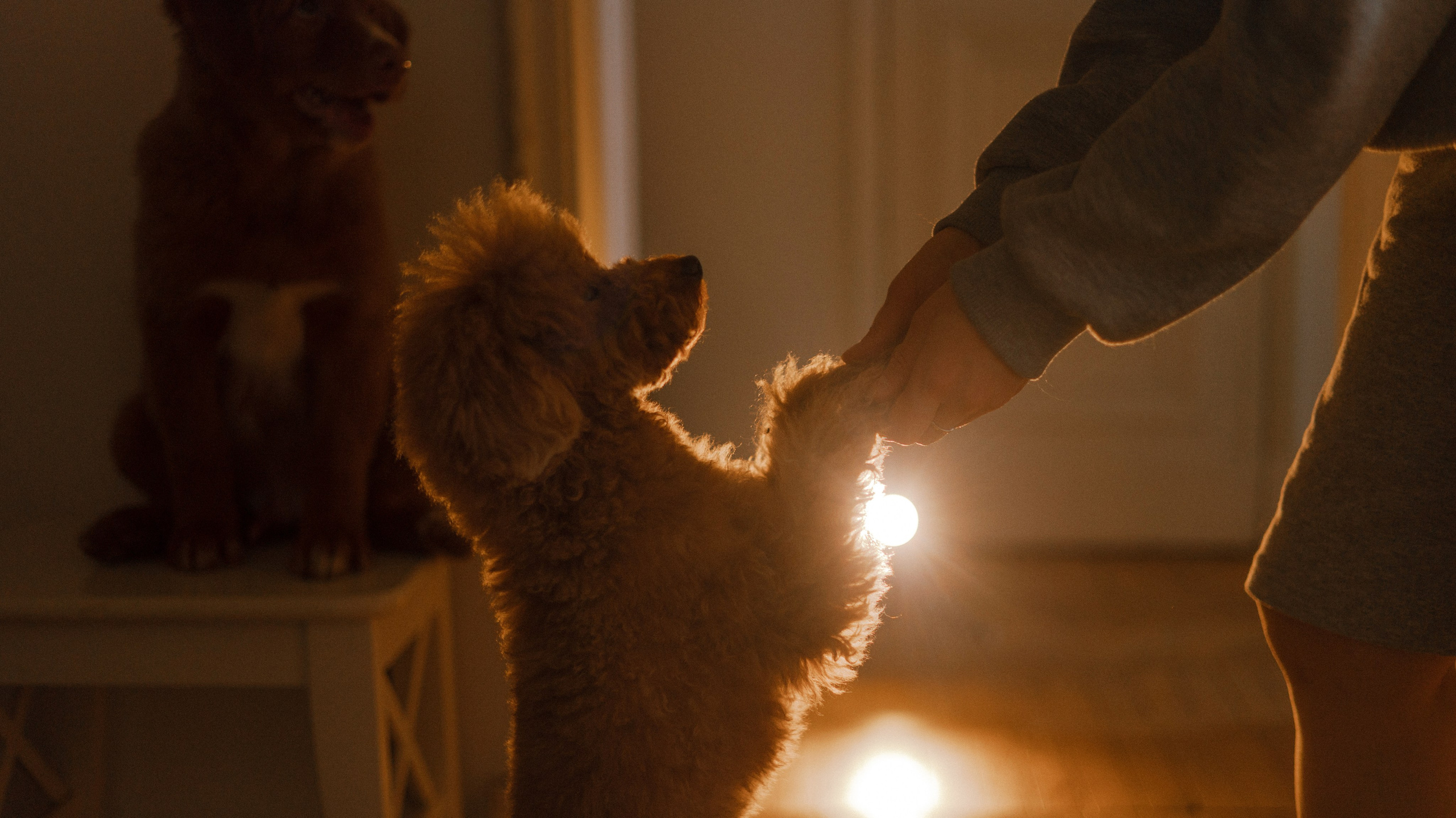 Маша, Одди и Нэвил. Фотограф-анималист Богданова Полина