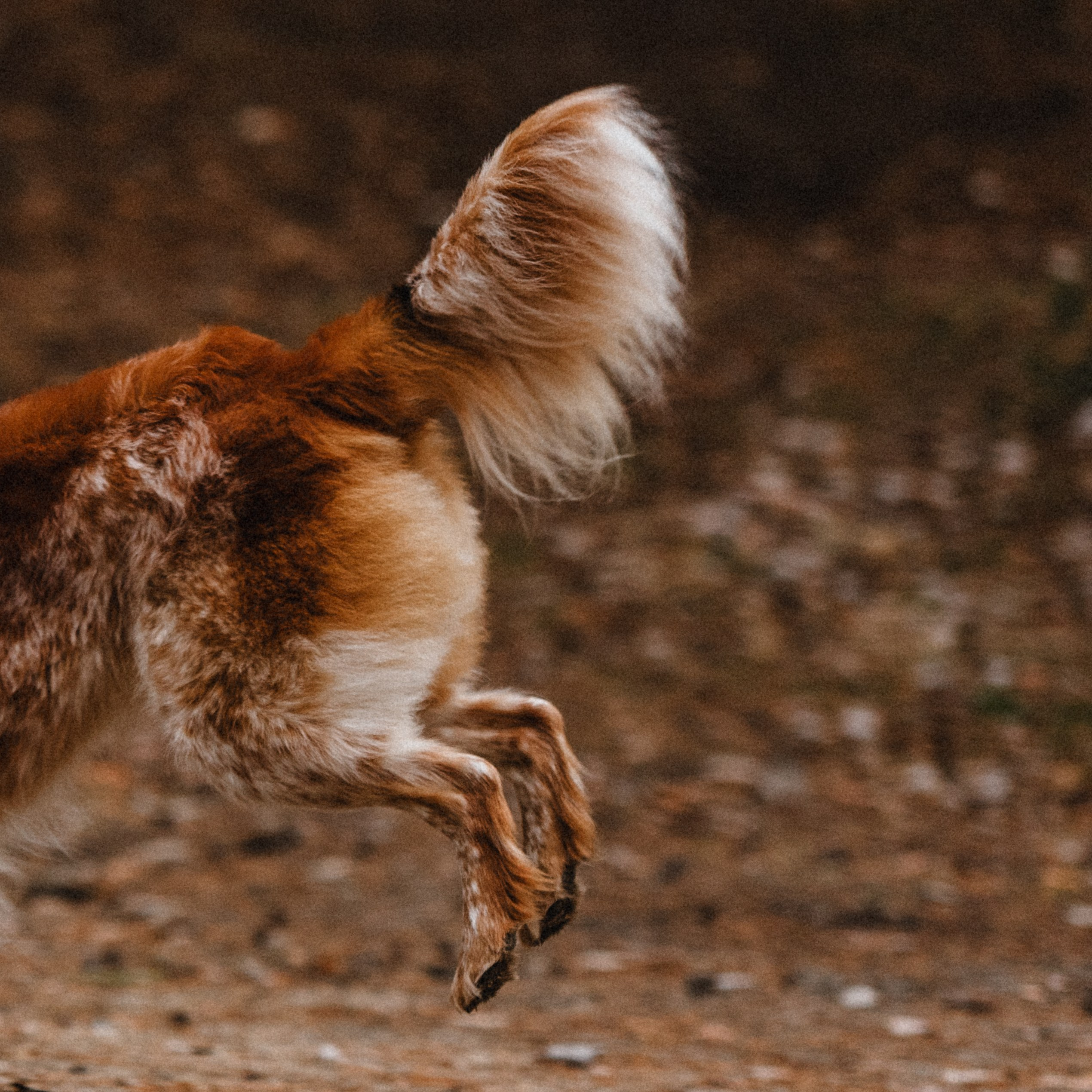 Илона и Челси. MariaGohri — Конный фотограф, анималист, Рязань