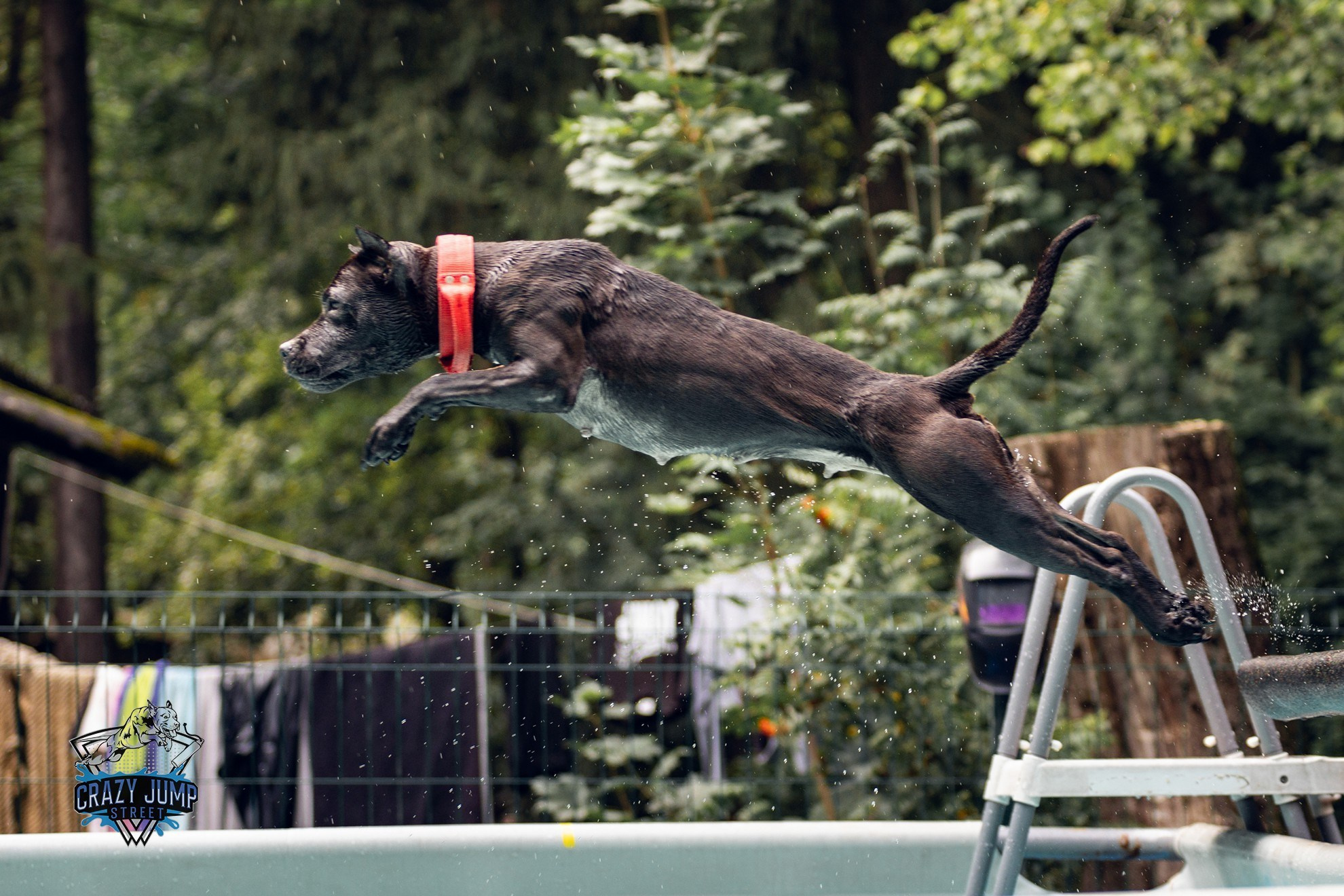 Собаки, спорт, Док дайвинг. Свадебный и репортажный фотограф в Москве и Московской области