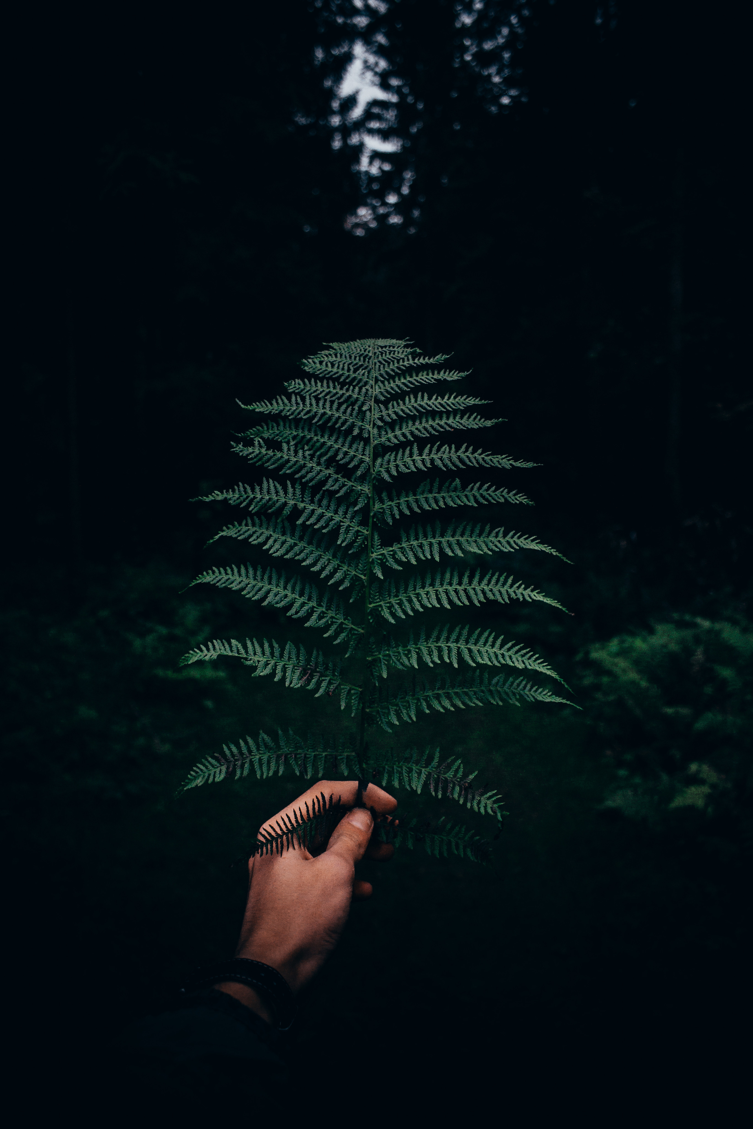 Природа. Фотограф и видеограф DOSERZH (Добрин Сергей) в городе Москва и МО