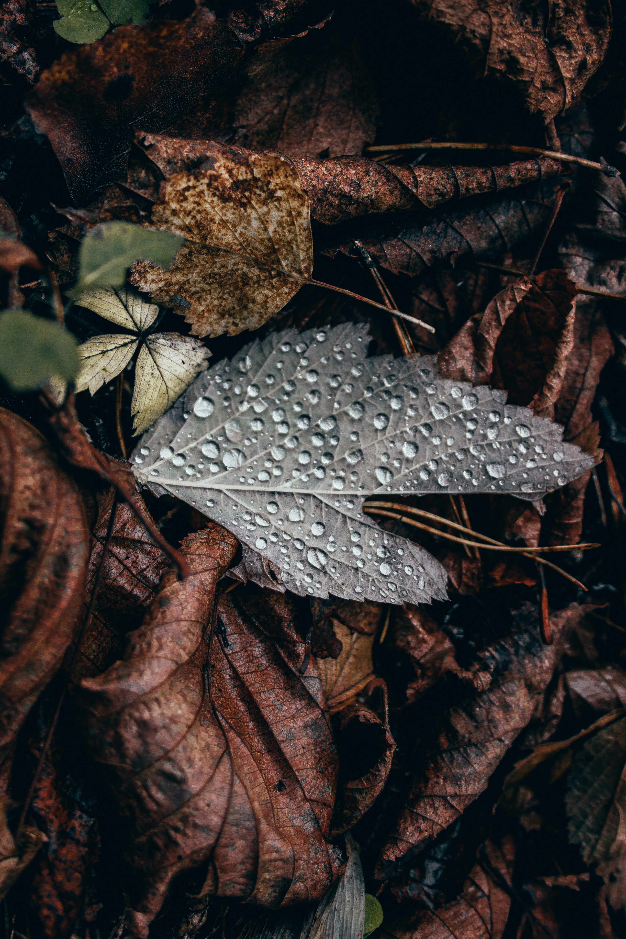Природа. Фотограф и видеограф DOSERZH (Добрин Сергей) в городе Москва и МО