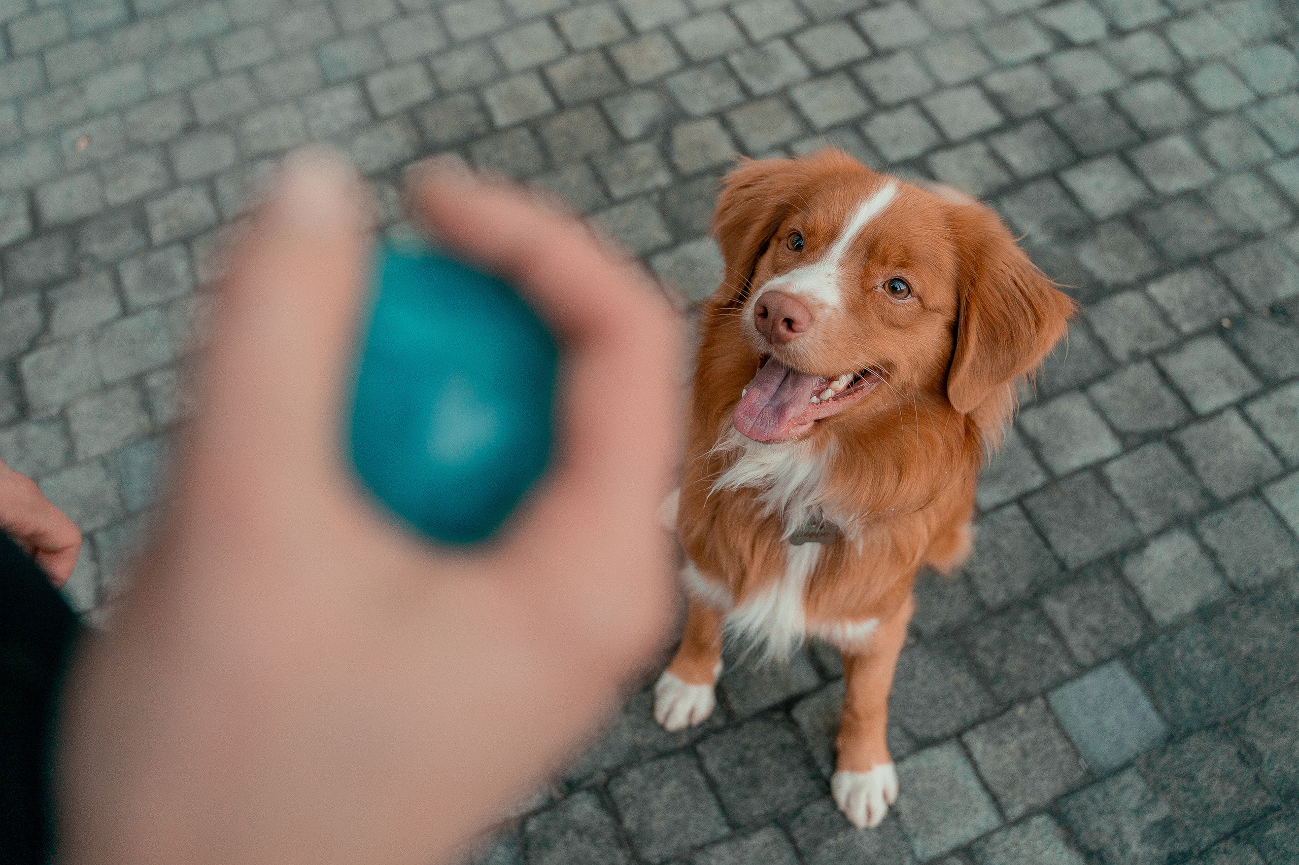 Я и Мой питомец. Анна Войнова семейный фотограф в Санкт-Петербурге