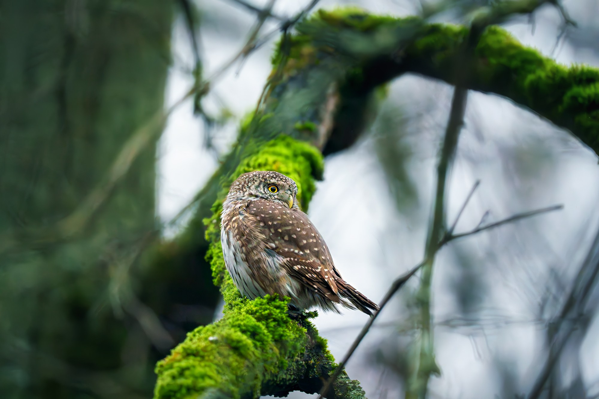Удивительные мир птиц. Вокруг нас столько прекрасного — присмотритесь!. Ваш личный фотограф Марина Волкова