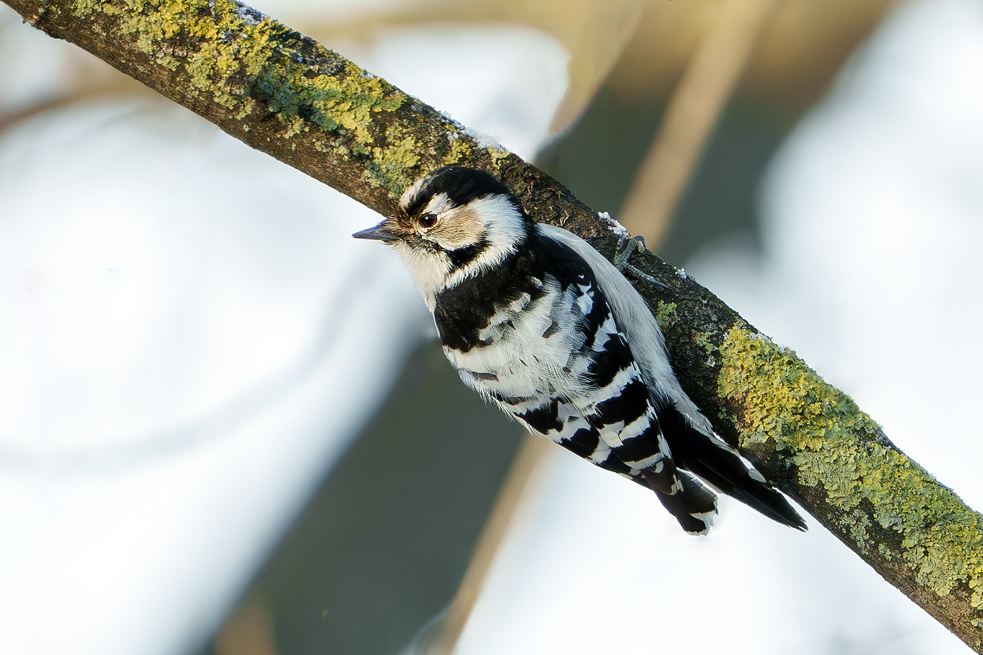 Удивительные мир птиц. Вокруг нас столько прекрасного — присмотритесь!. Ваш личный фотограф Марина Волкова