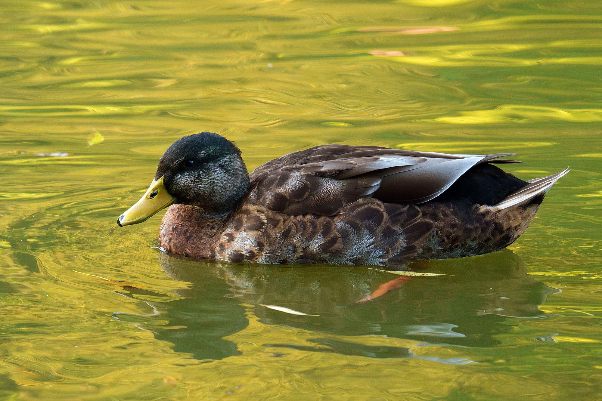 Удивительные мир птиц. Вокруг нас столько прекрасного — присмотритесь!. Ваш личный фотограф Марина Волкова