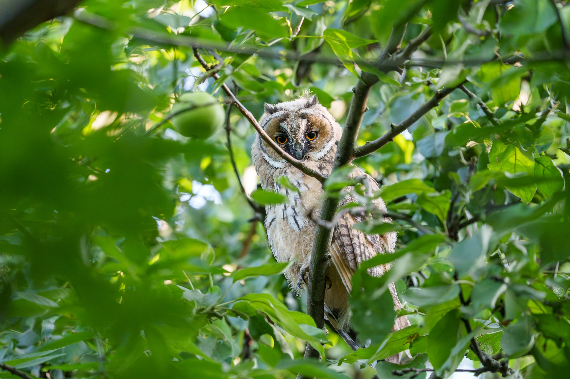 Удивительные мир птиц. Вокруг нас столько прекрасного — присмотритесь!. Ваш личный фотограф Марина Волкова
