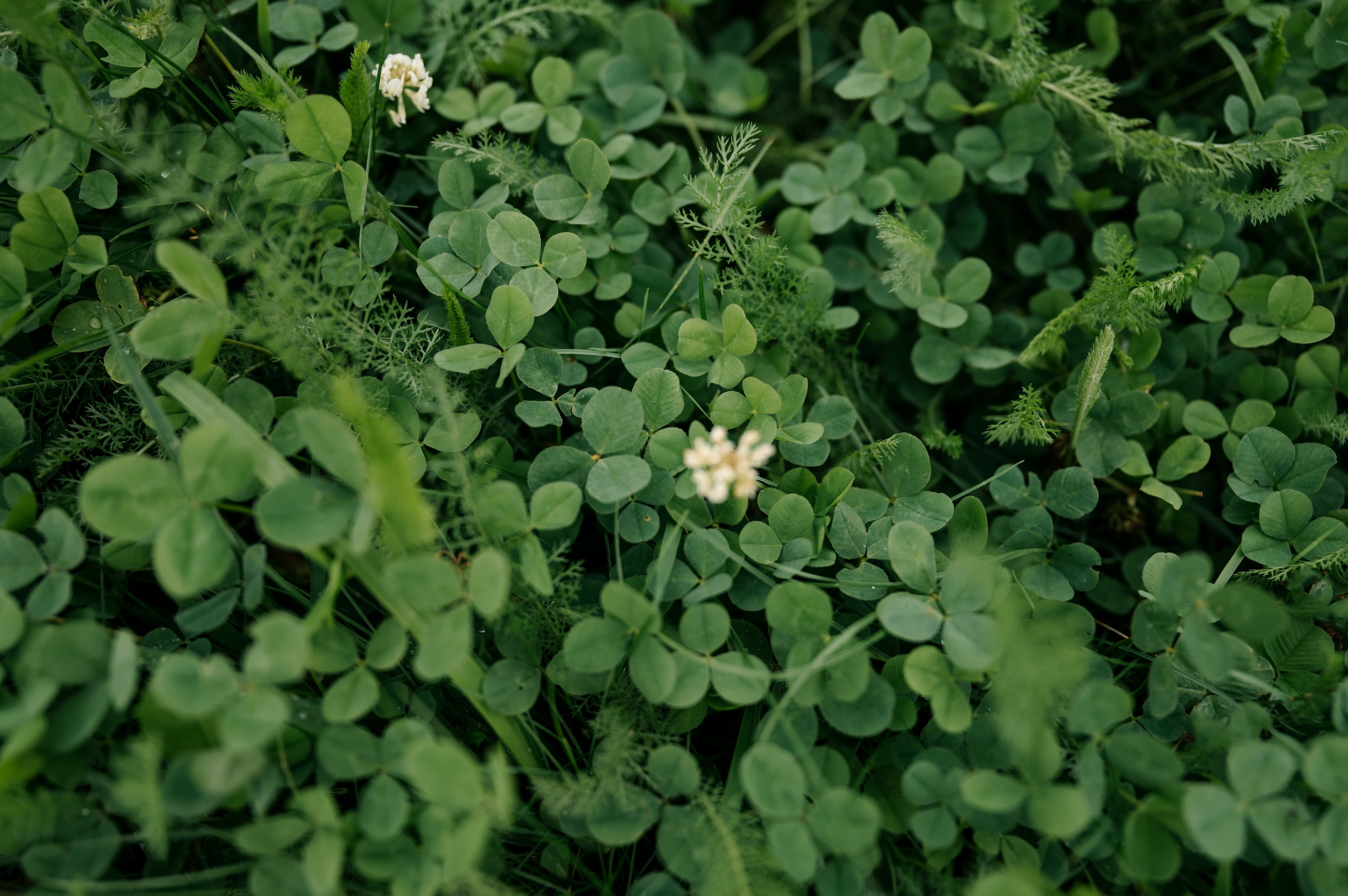 Свадьба в Гребнево в Трубецком. Свадебный и семейный фотограф Виктория Носачёва. Щелково, Москва и МО