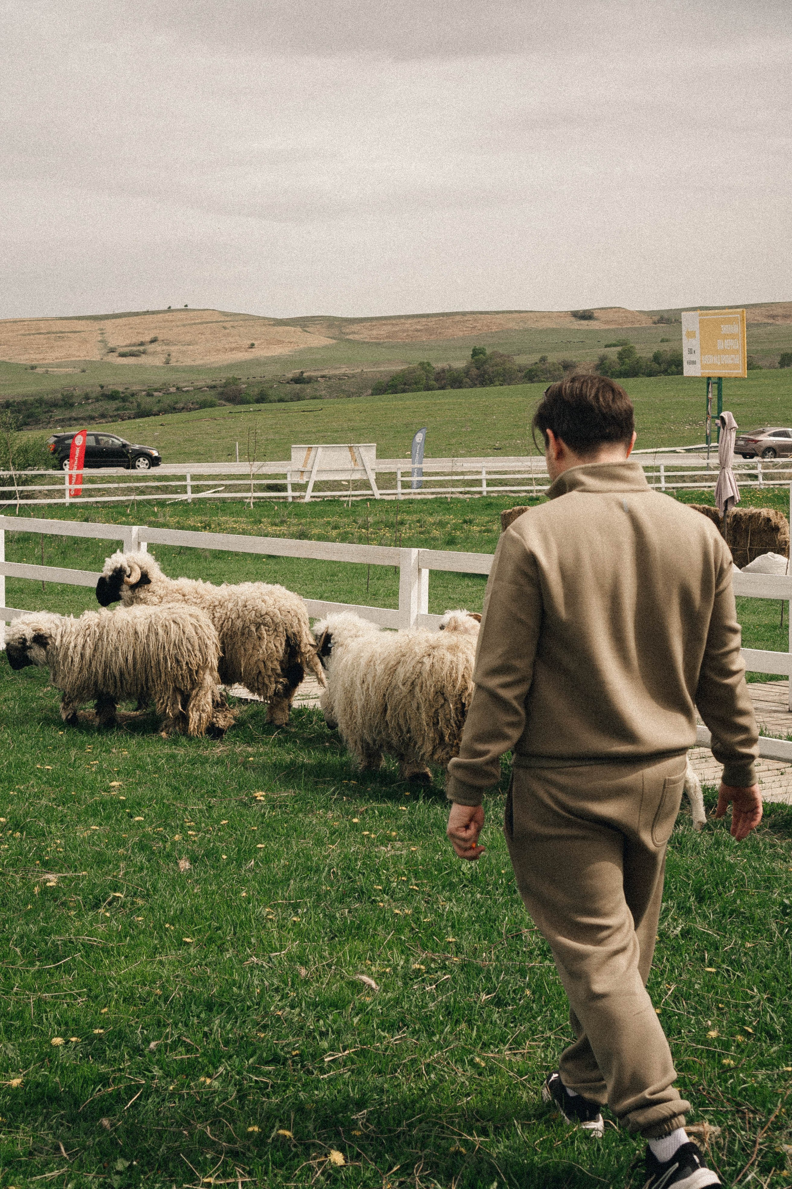 Ферма Альпак. Профессиональный фотограф, Санкт-Петербург — Виктория Богомолова