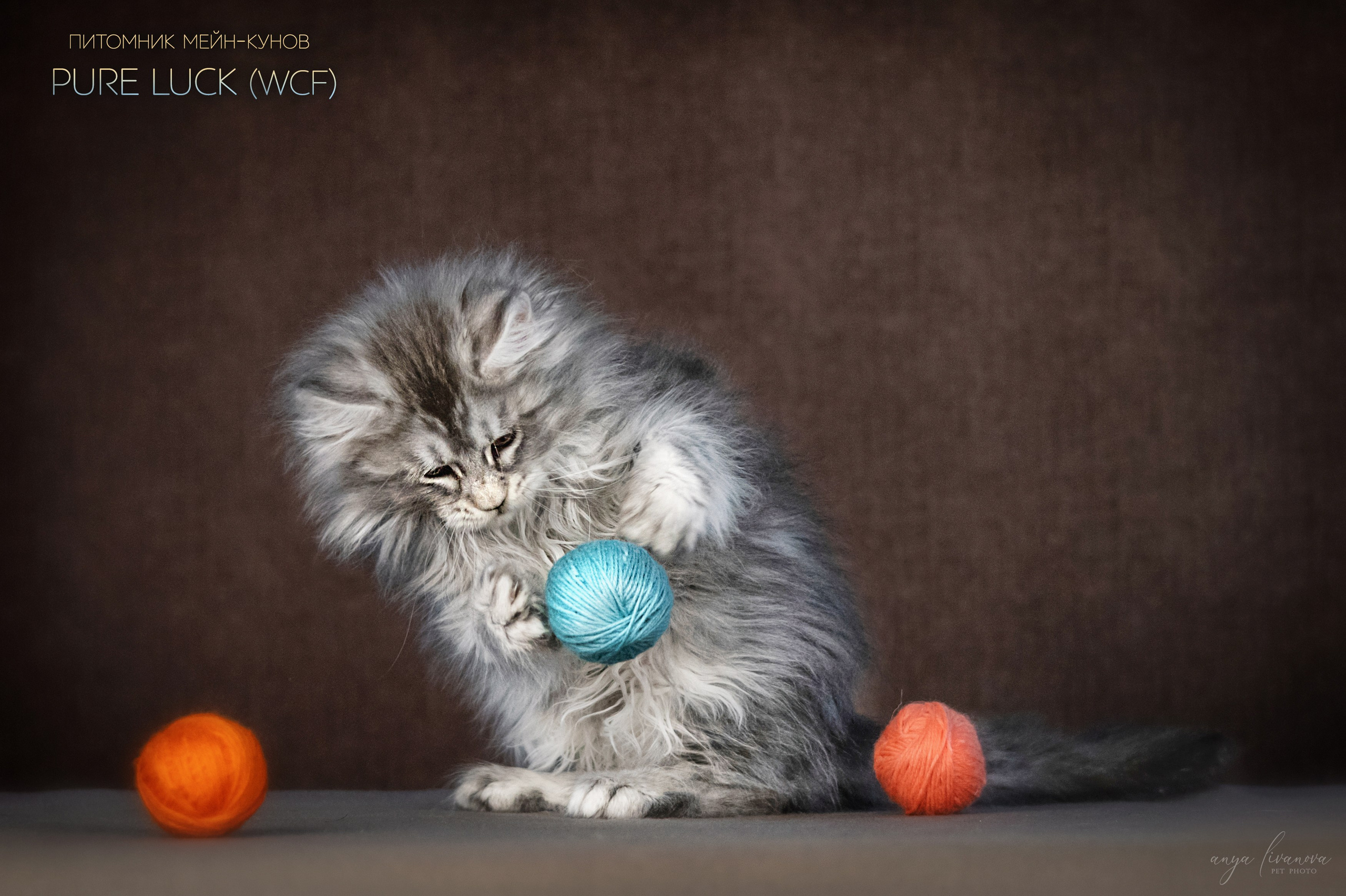 Мейнкуны. Фотограф анималист Аня Ливанова | Рыбинск