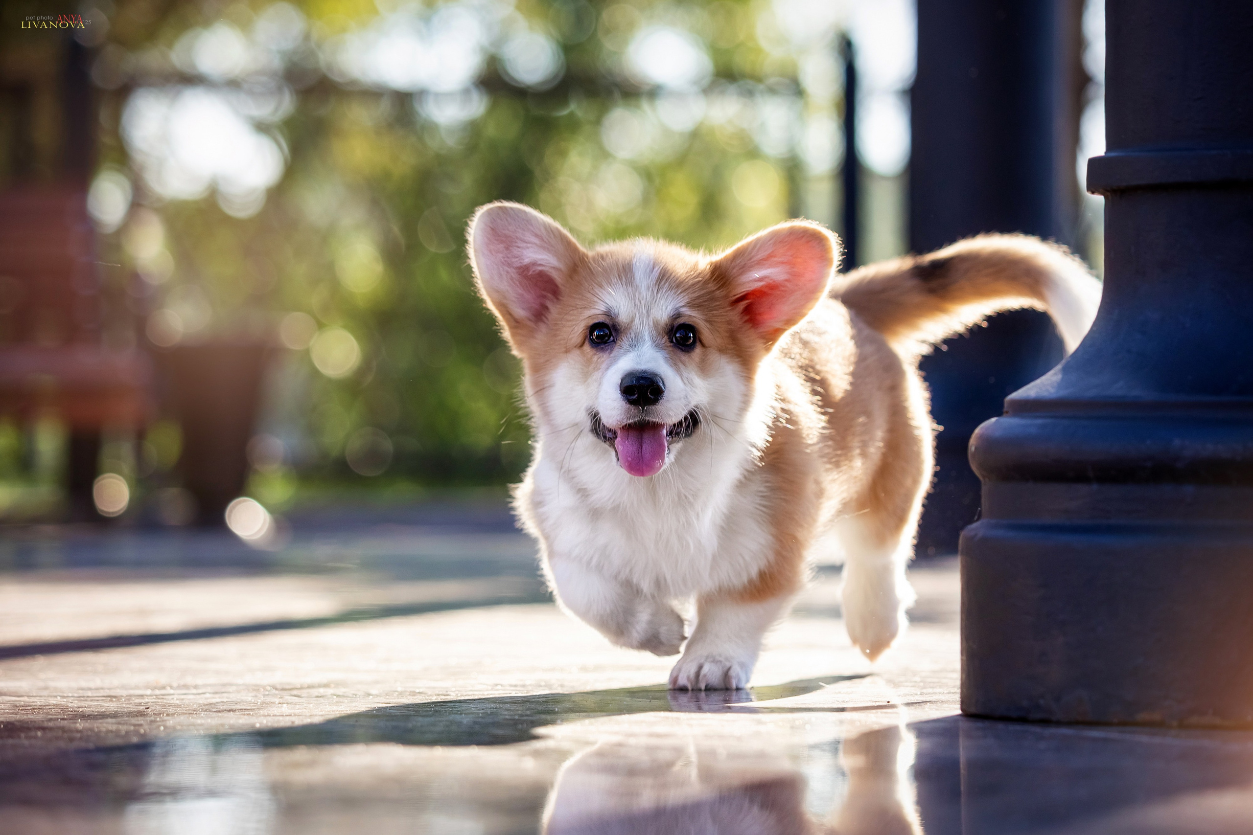 Коржики. Фотограф анималист Аня Ливанова | Рыбинск