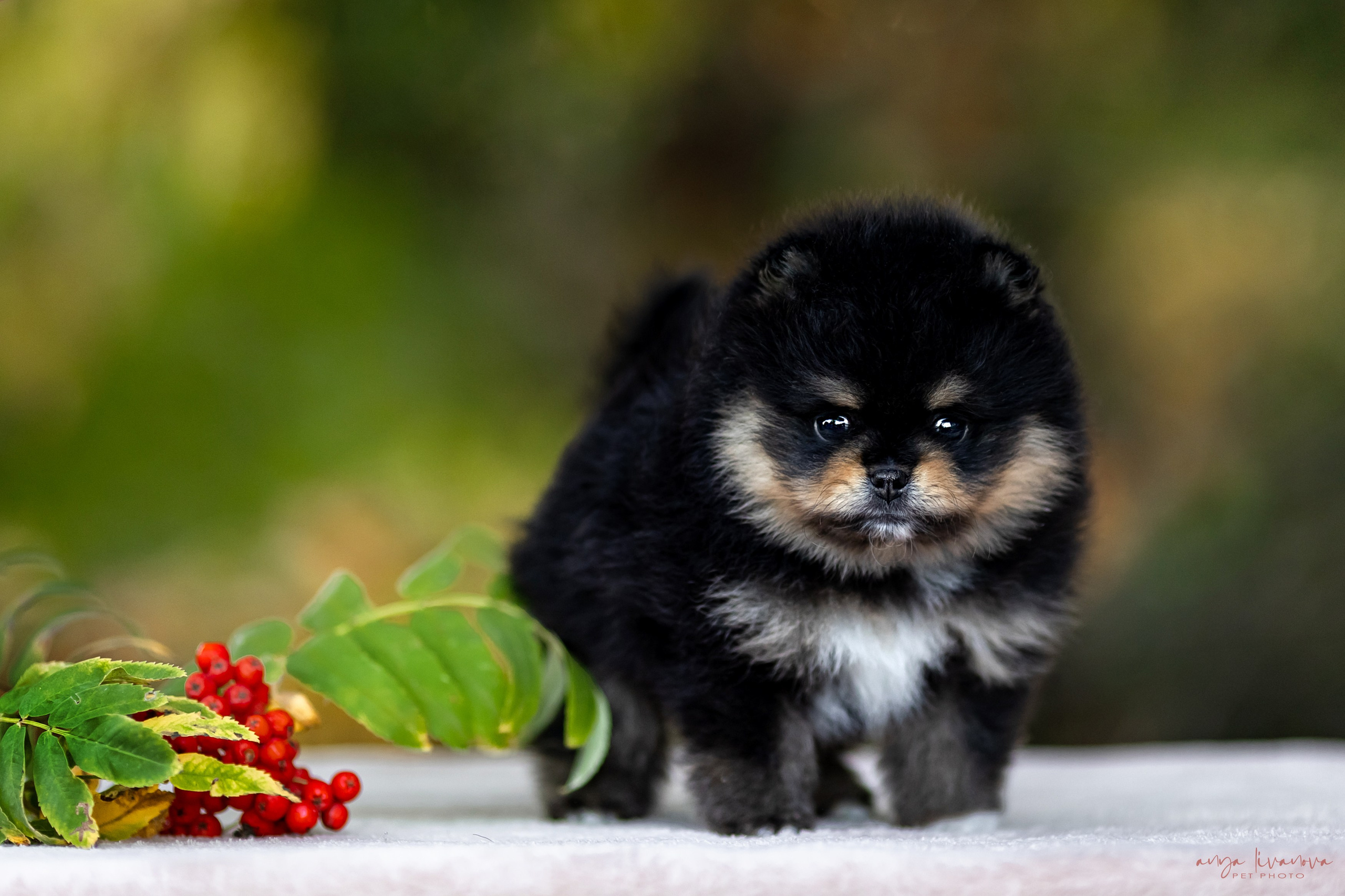 Шпицы. Фотограф анималист Аня Ливанова | Рыбинск