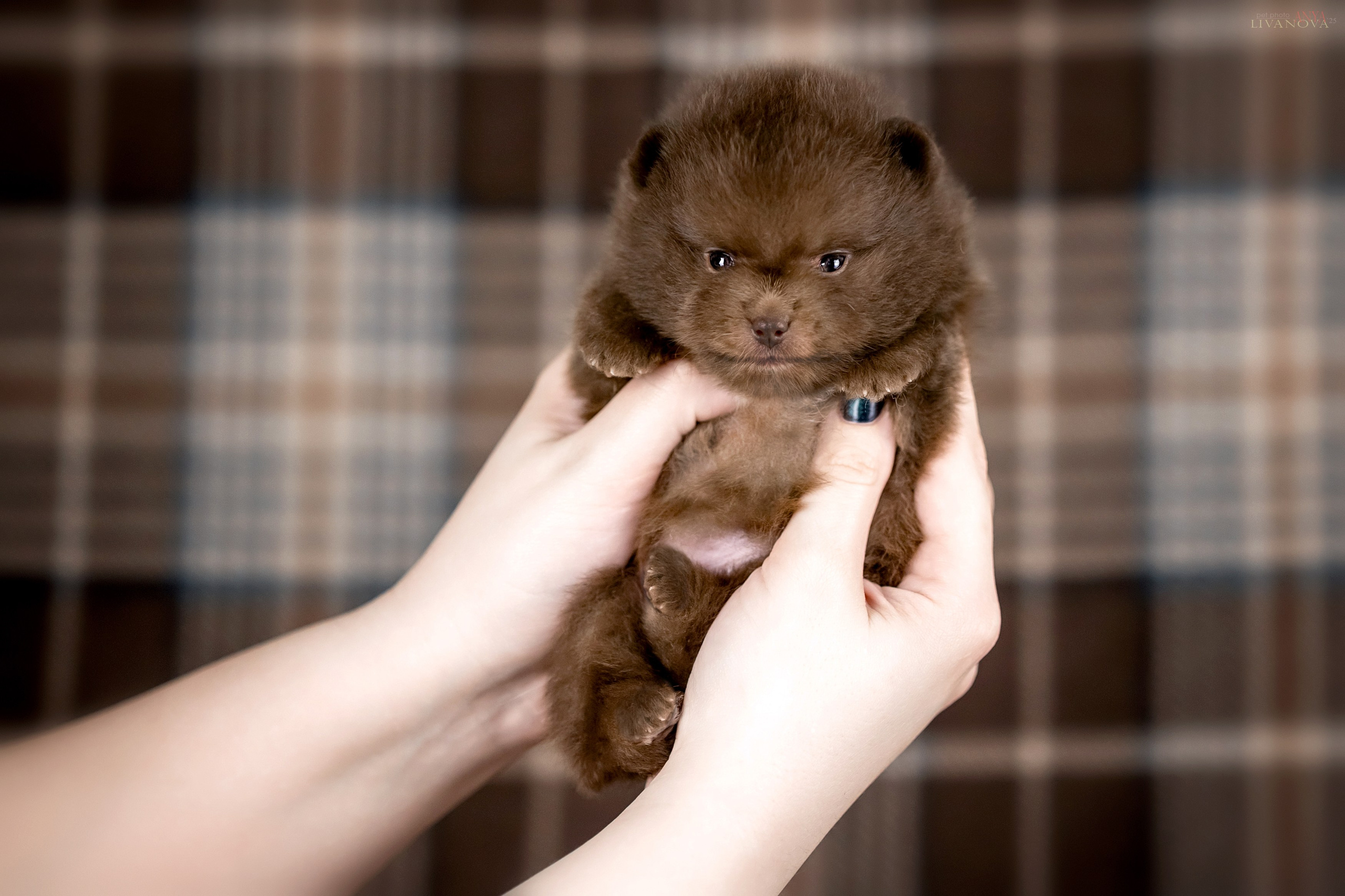 Шпицы. Фотограф анималист Аня Ливанова | Рыбинск