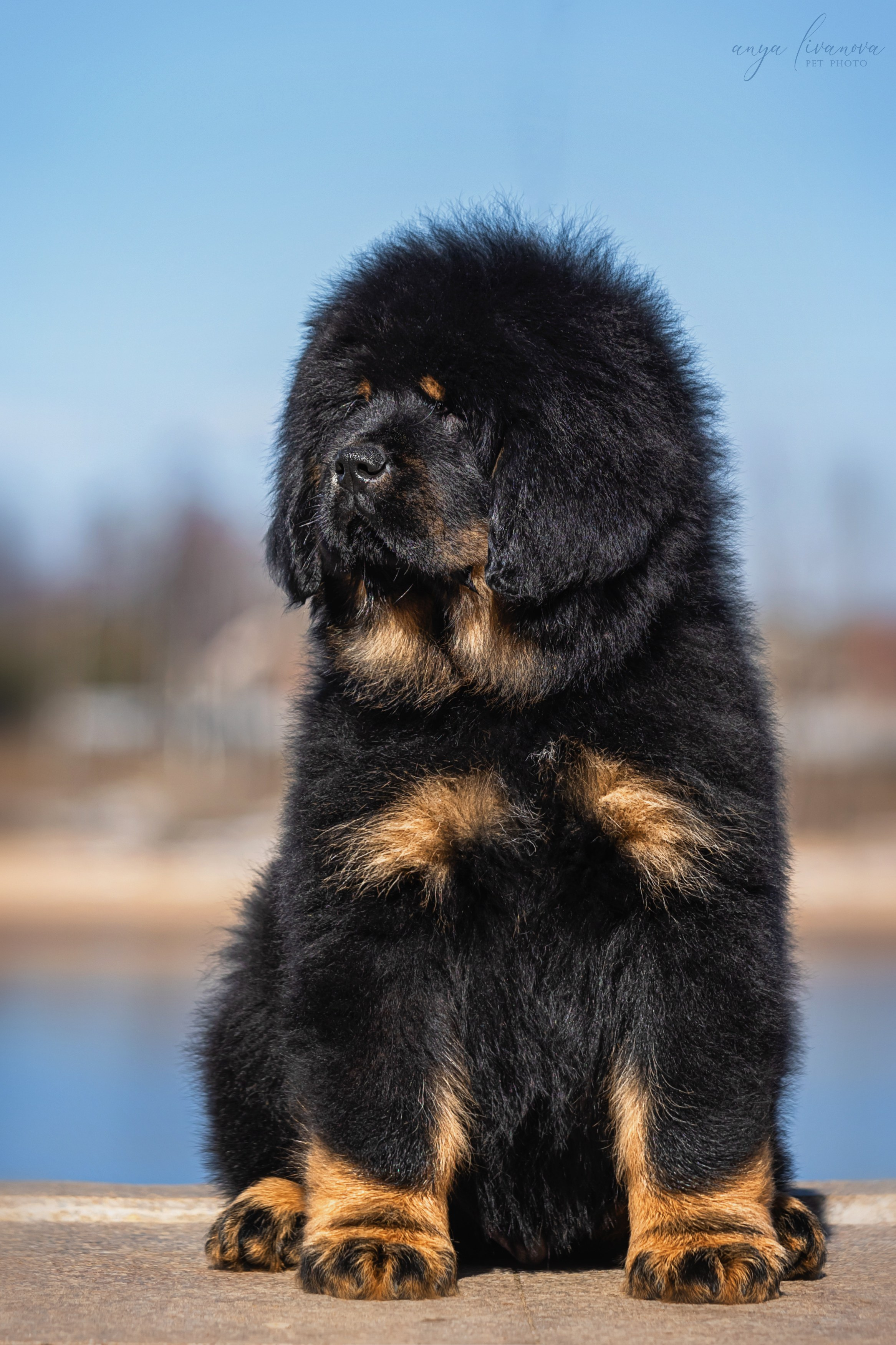 Тибеты. Фотограф анималист Аня Ливанова | Рыбинск