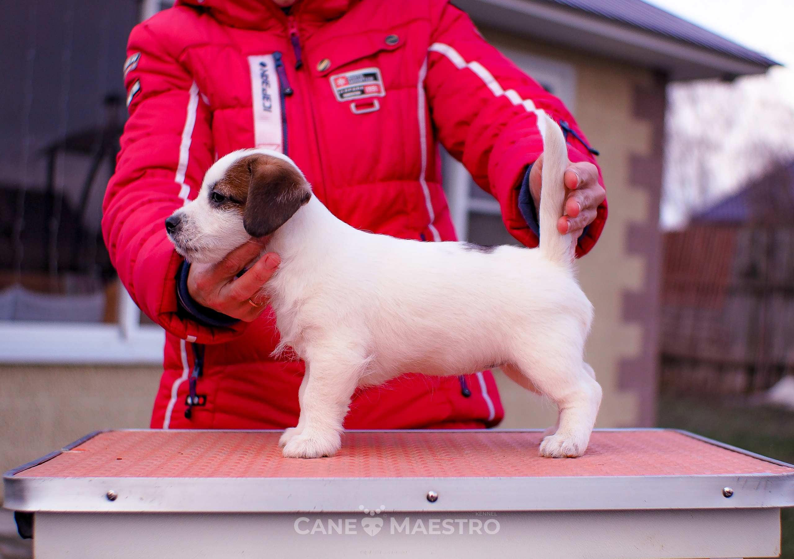 3_Девочка_СНЕЖНАЯ_Ц. CANE MAESTRO — kennel Jack Russell Terrier