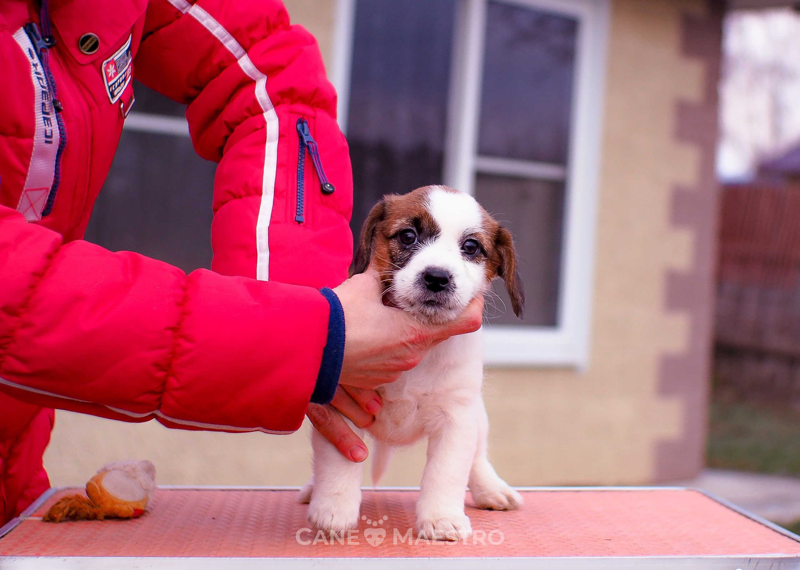 3_Девочка_СНЕЖНАЯ_Ц. CANE MAESTRO — kennel Jack Russell Terrier