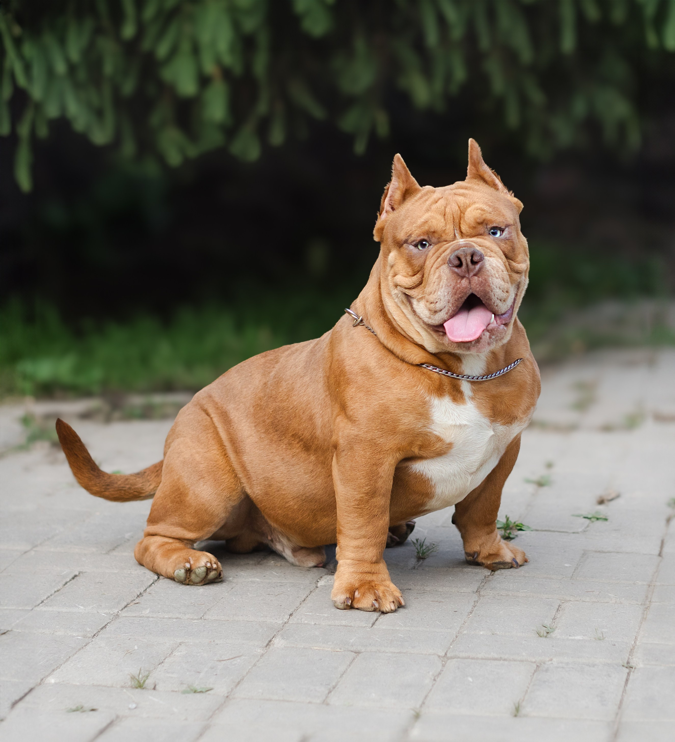 Портретная и семейная съемка. Фотограф анималист
