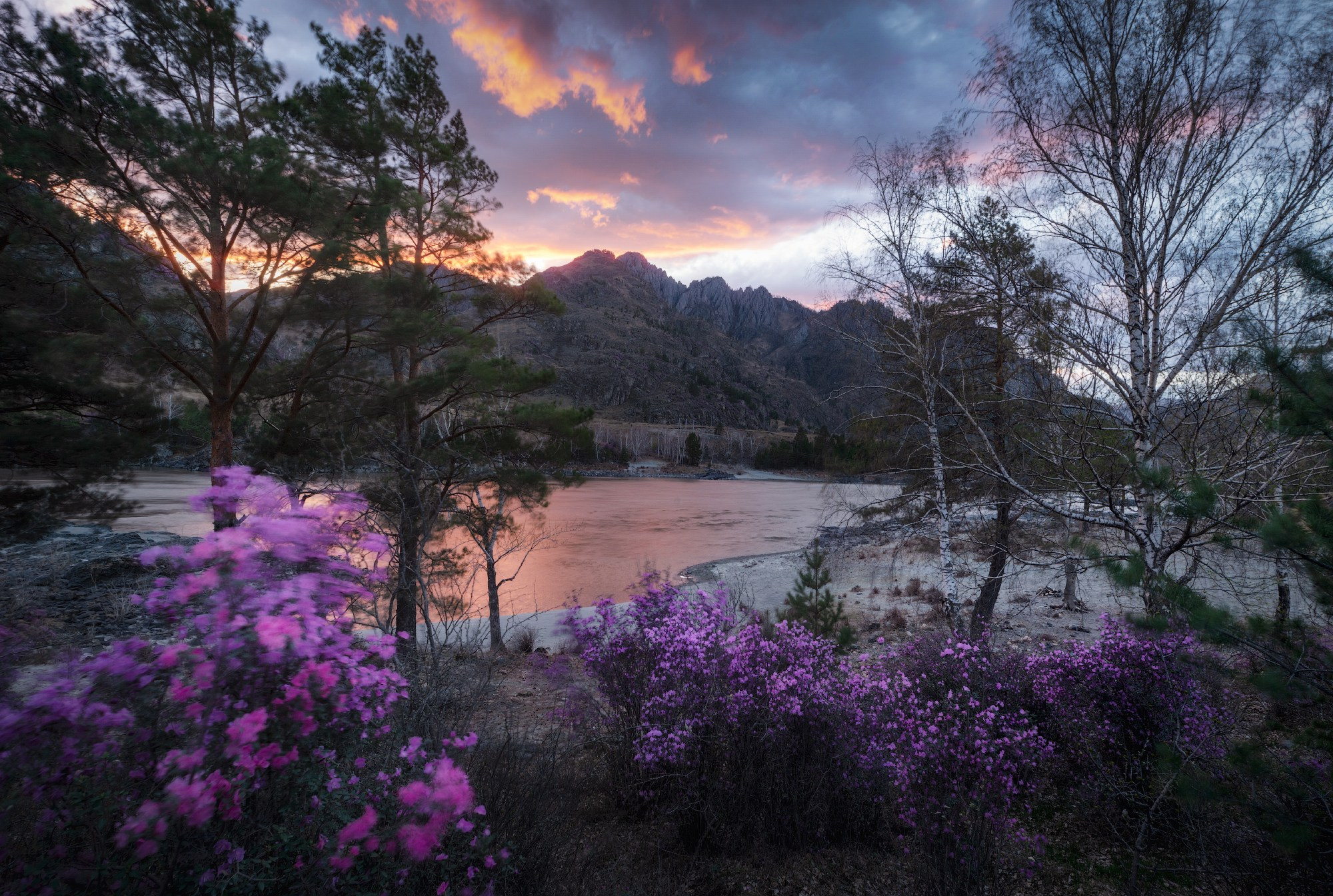 Штормовой закат. Цветение маральника в Чемальском районе, апрель 2024