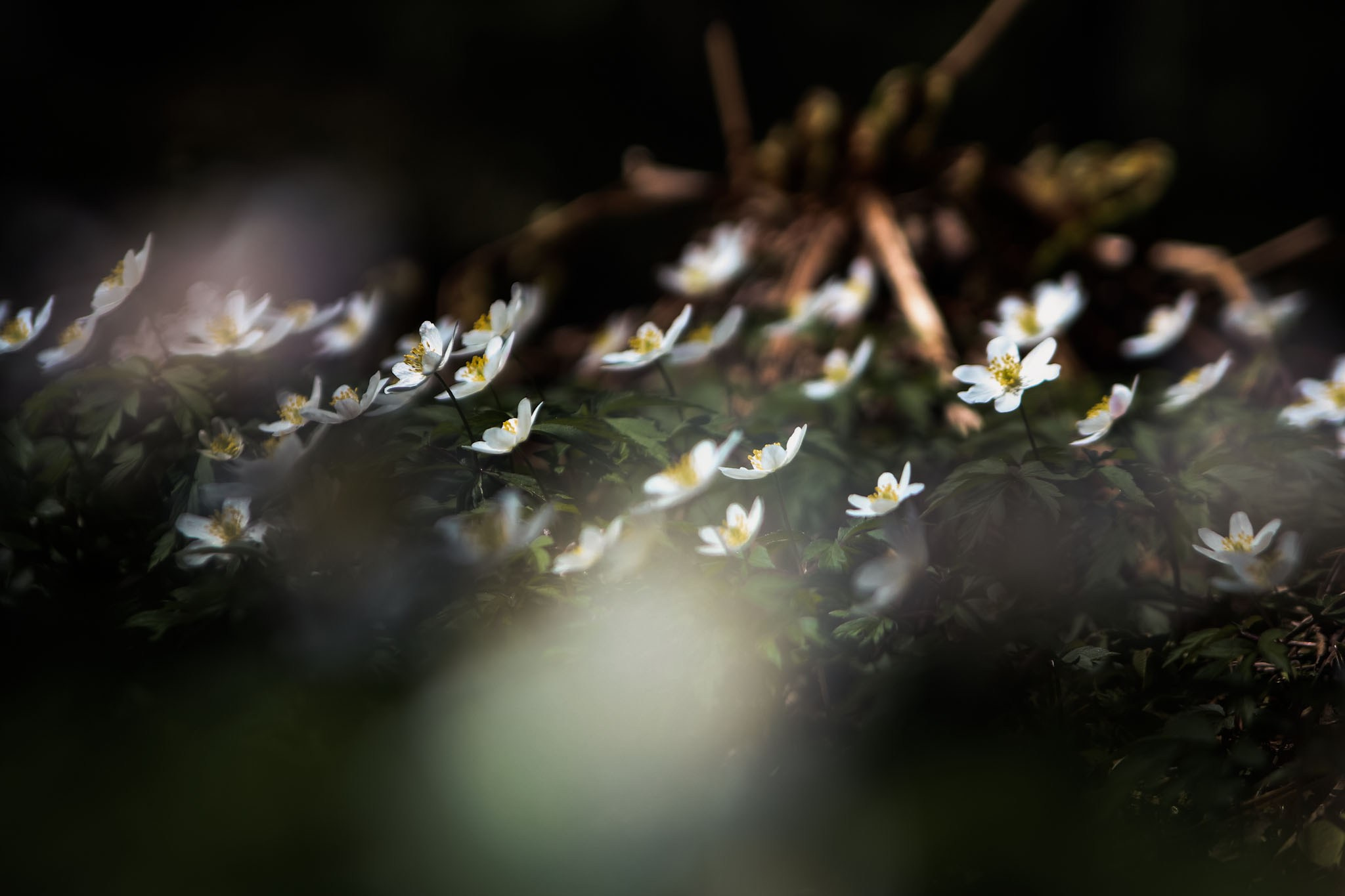 Весна. Катя Цвет