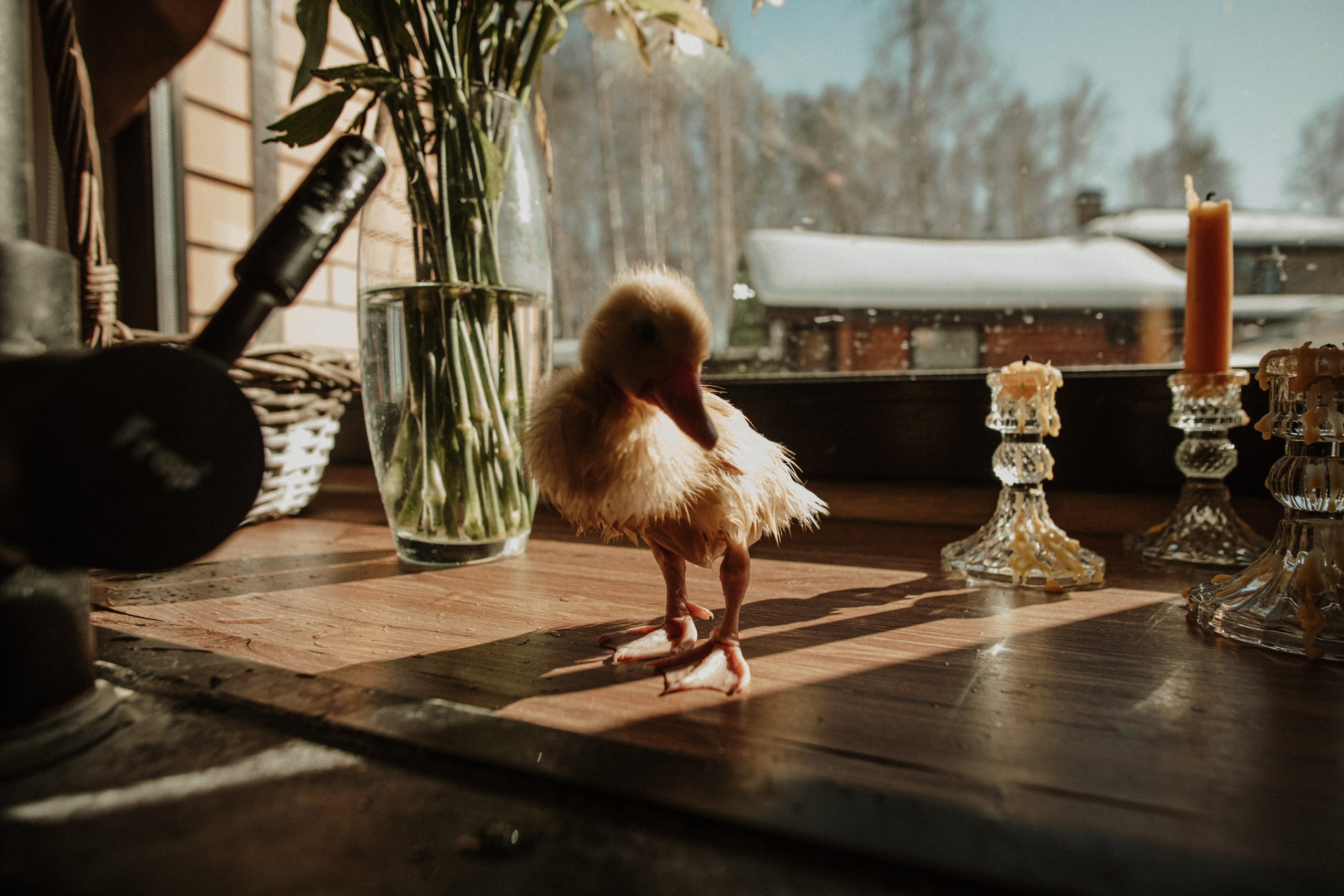 Утята. Свадебный фотограф Челябинск