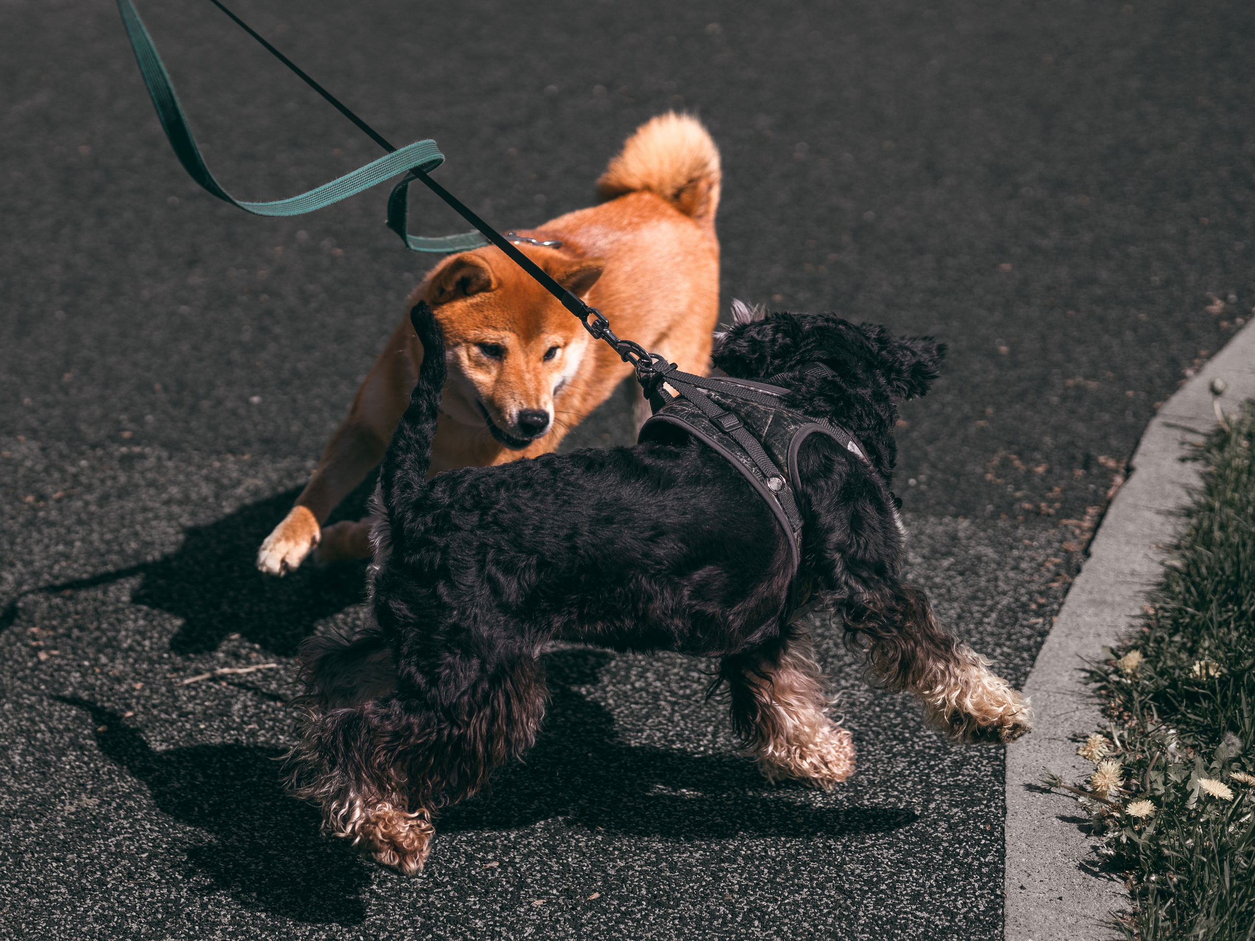 Фото с пёселями. Фото-портфолио