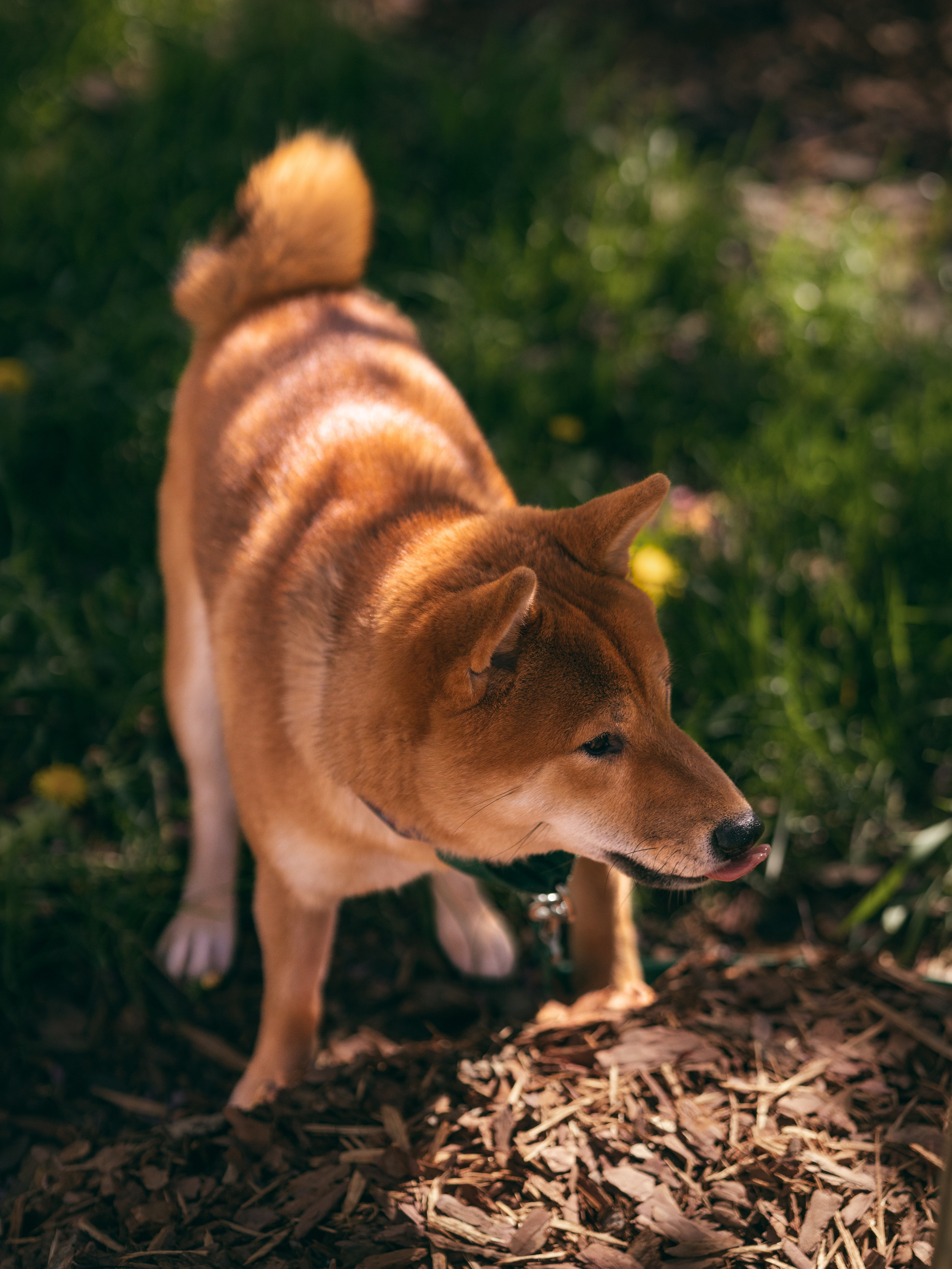 Фото с пёселями. Фото-портфолио