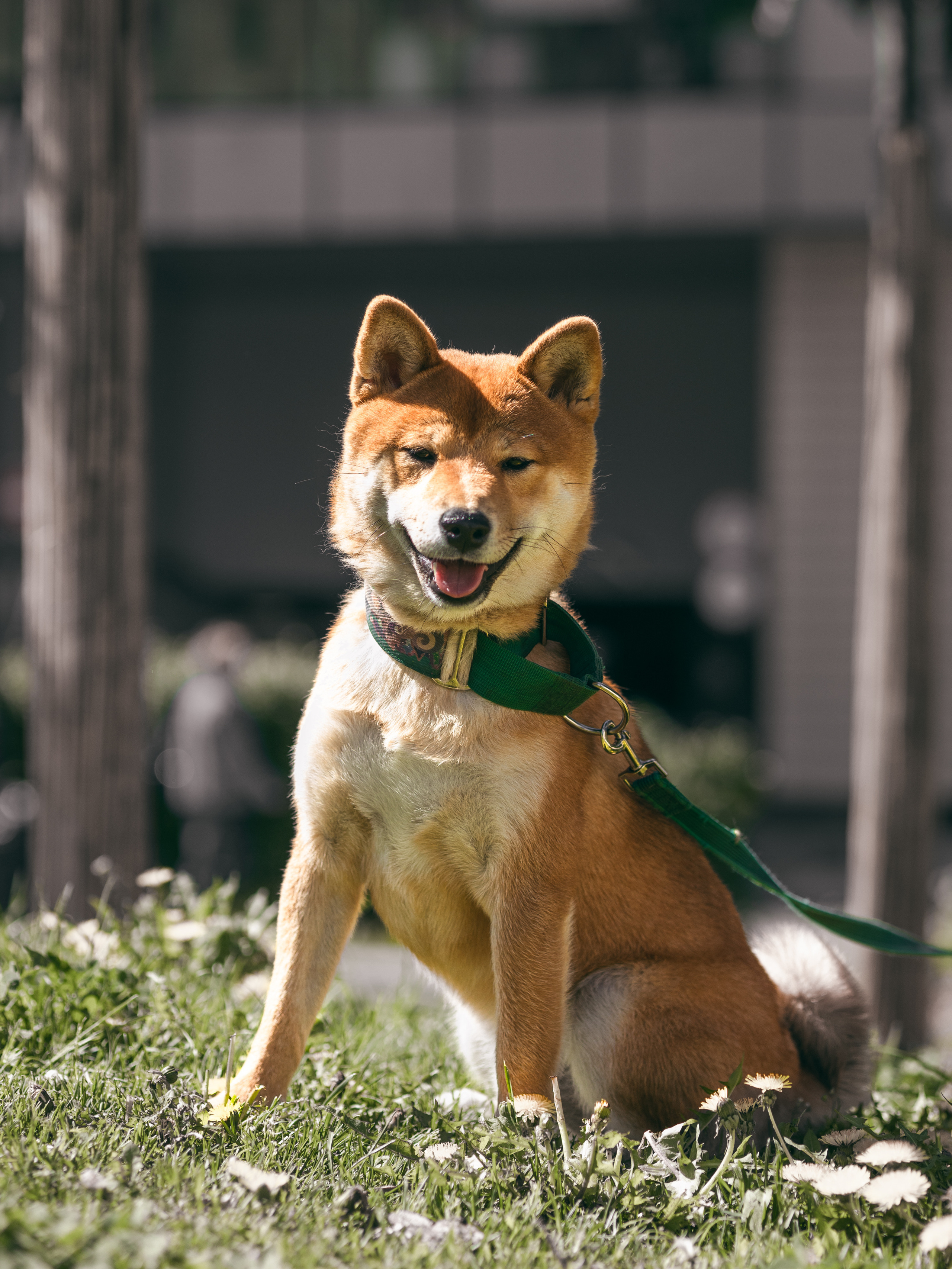 Фото с пёселями. Фото-портфолио