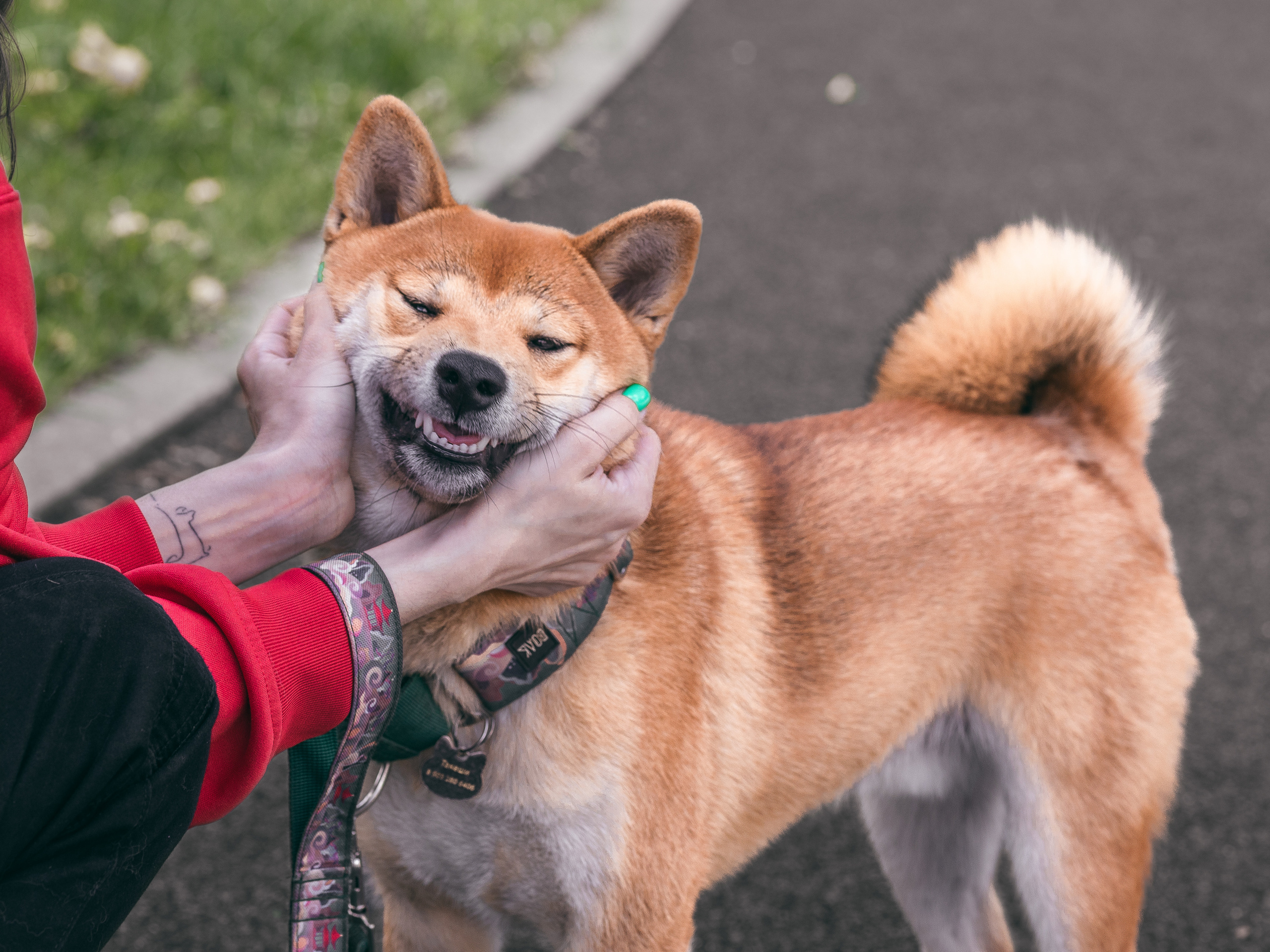 Фото с пёселями. Фото-портфолио