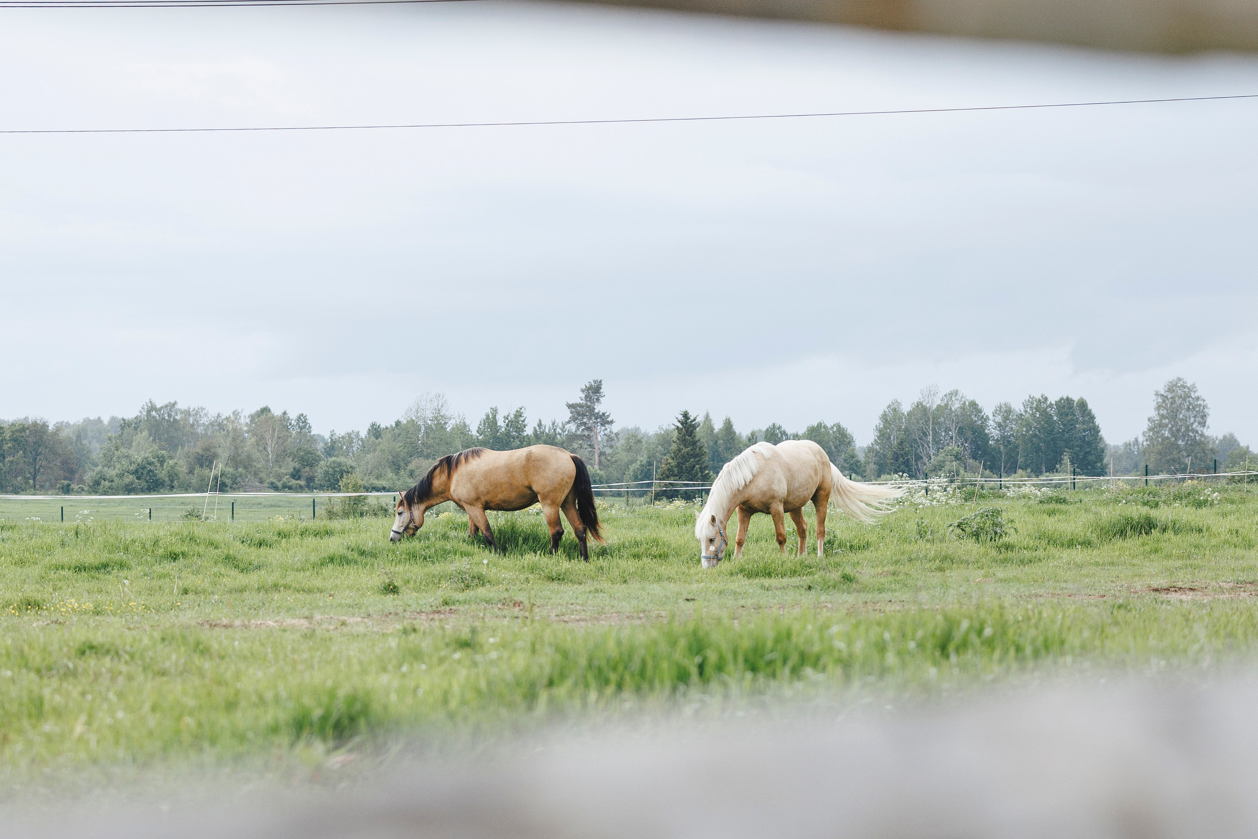 Керро поле. Фотограф-анималист Анна Маринич