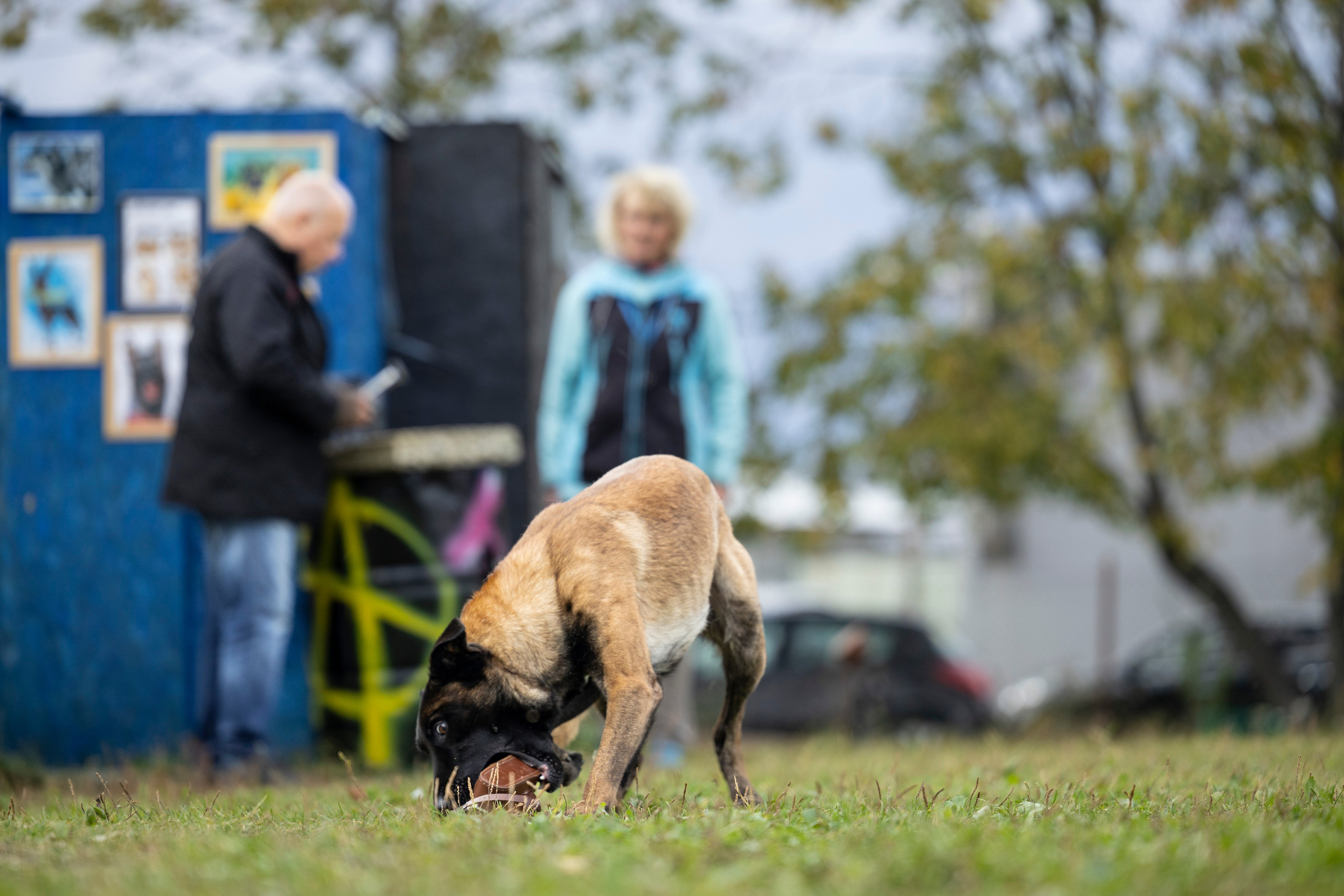 Испытания по Мондьорингу г. Пушкин. Фотограф-анималист Анна Маринич