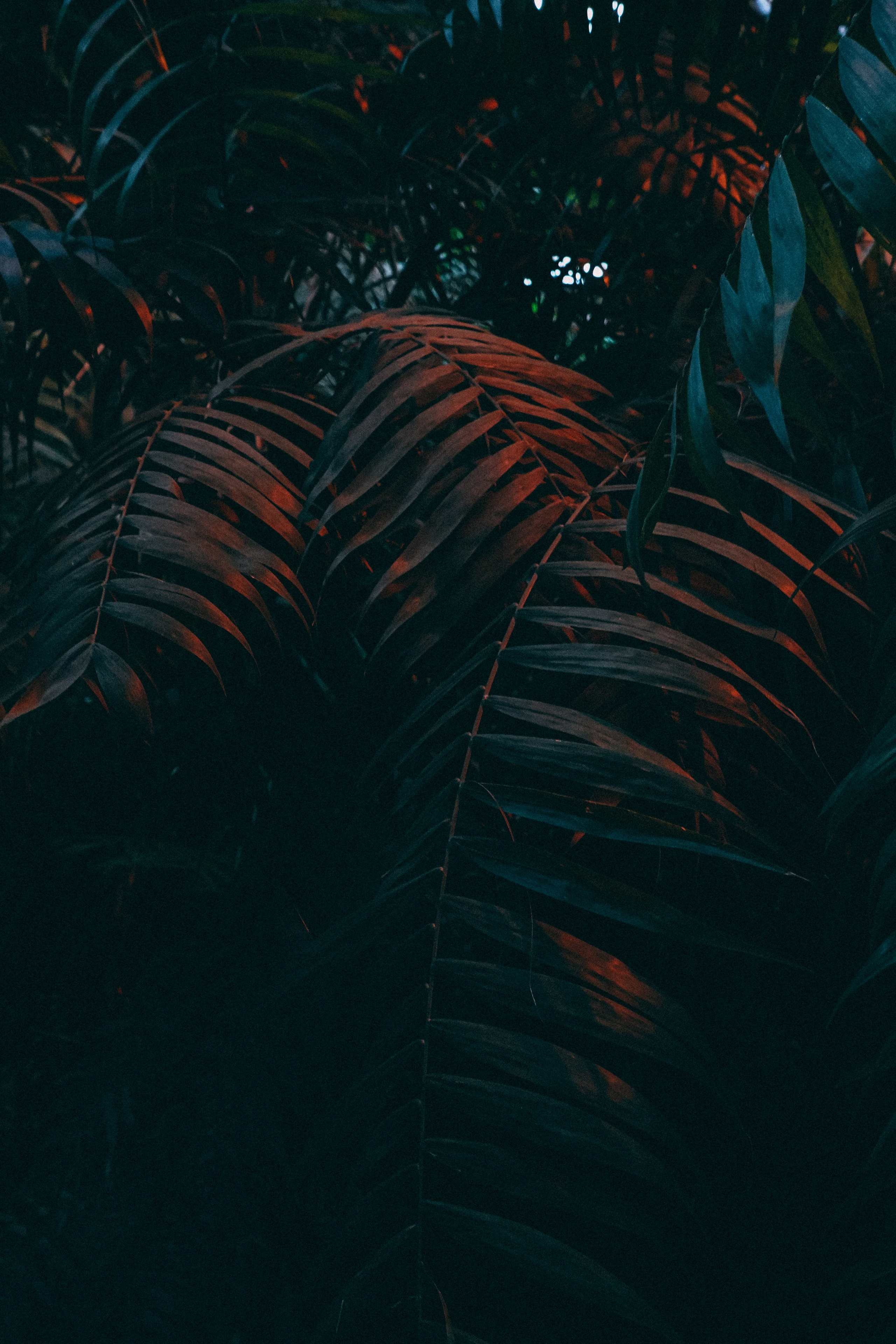 Ботанический сад. Фотограф Алиса Аспер