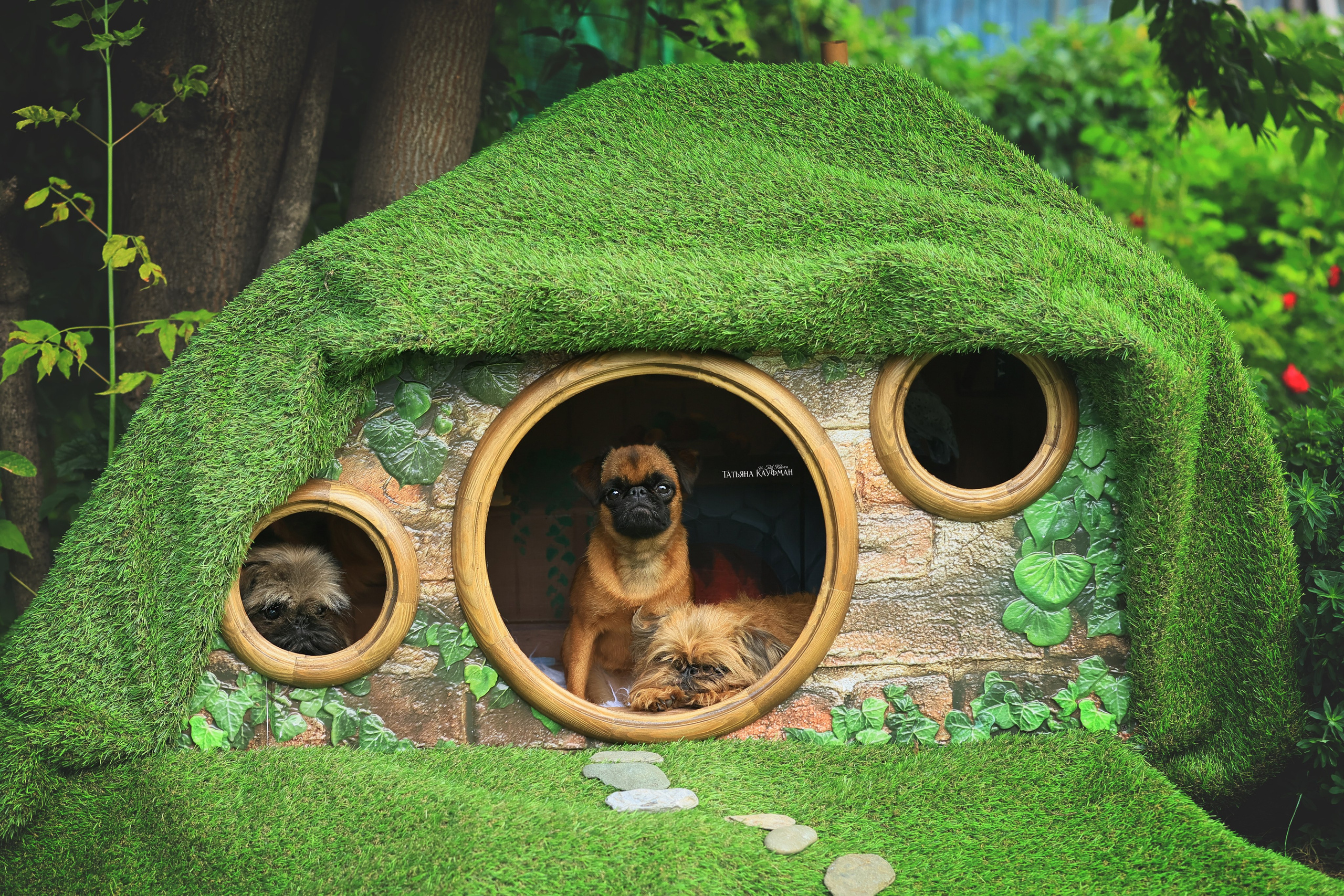 Домик для хоббитов, фотозона, властелин колец, шир, хоббиты, гномы, брюссельский гриффон, малый брабансон, фотосессия, ручная работа, фотограф анималист, фотограф Новосибирск