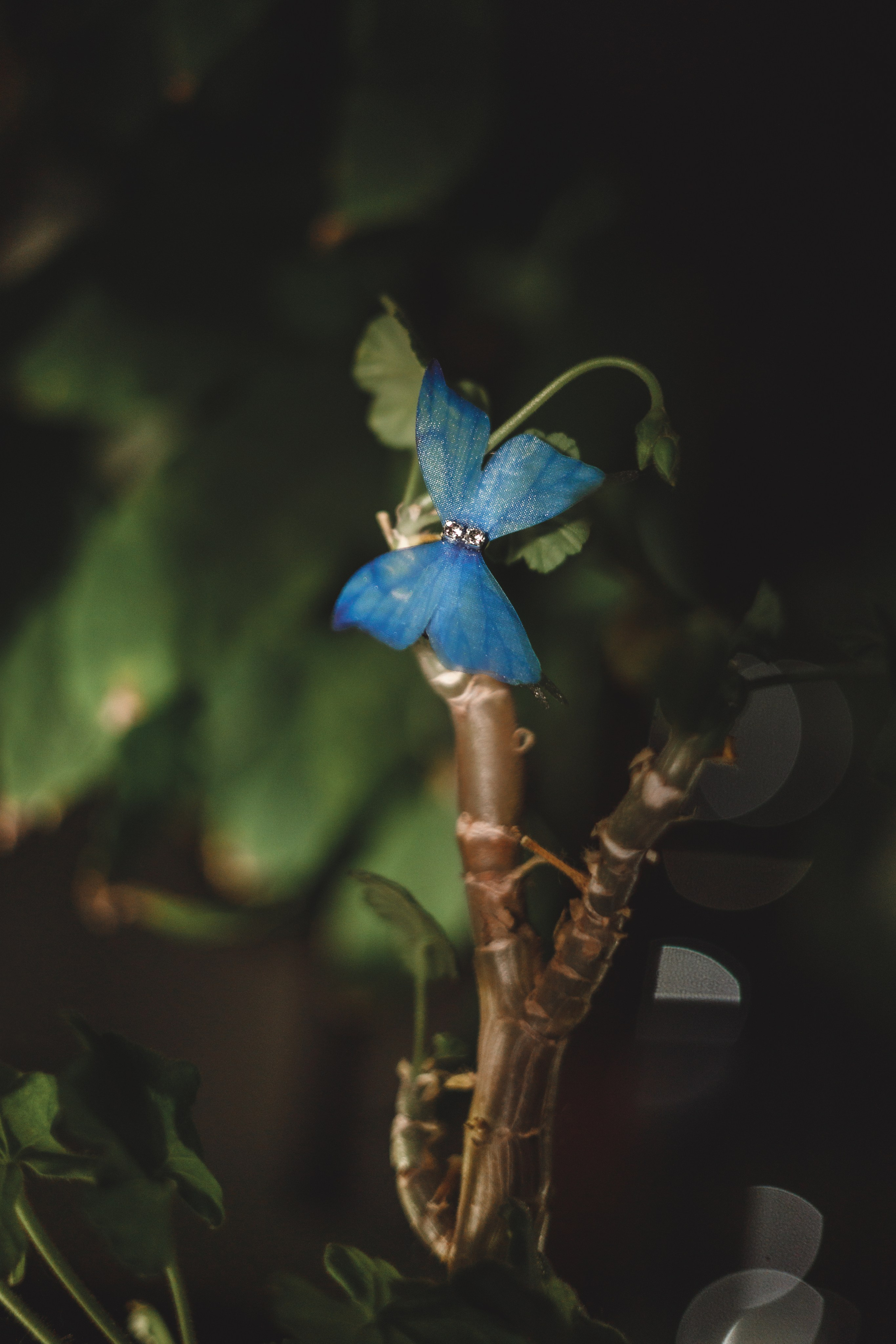 Проект «366»|2024|Фото каждый день. LENA GRACE photographer ||ЛЕНА ГРЭЙС фотограф