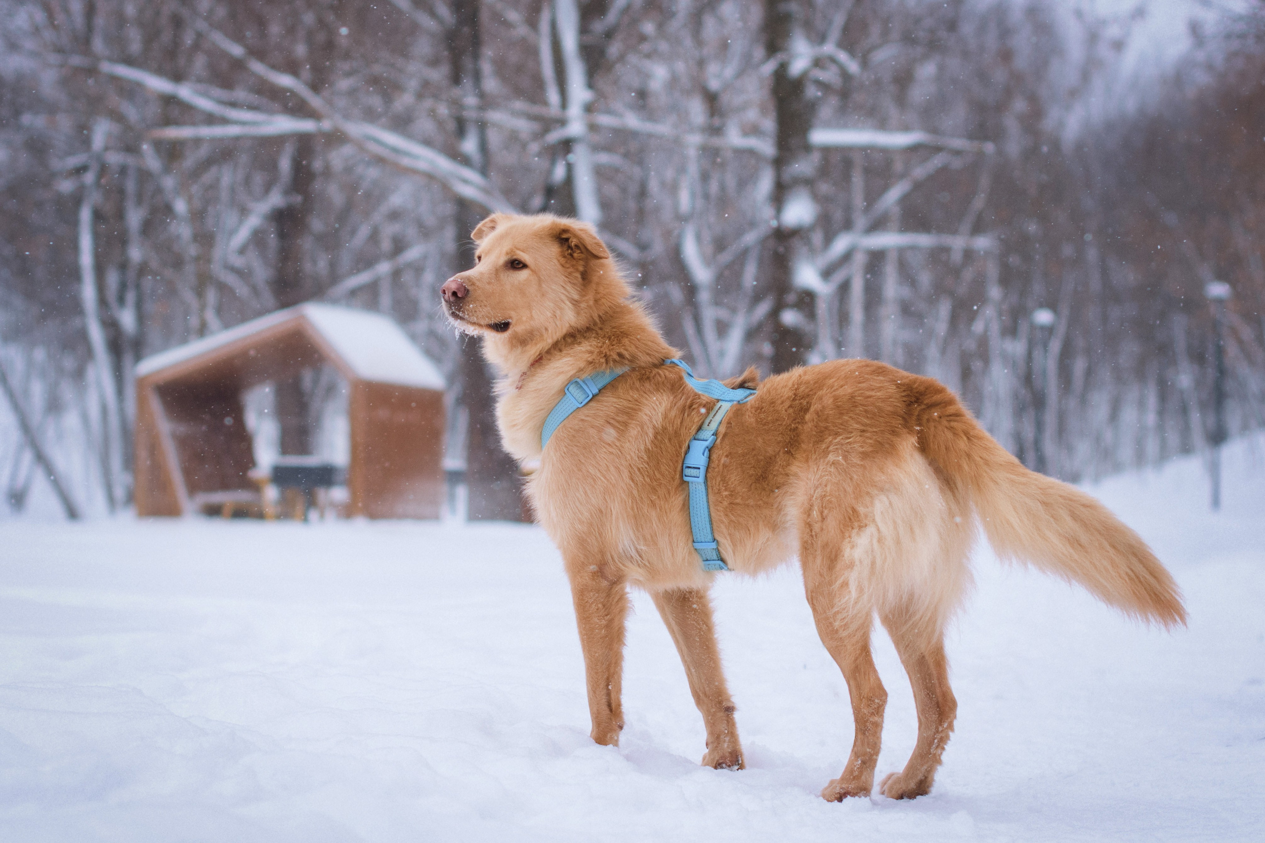 Зимняя фотосессия собаки в Москве. Фотограф собак, анималист в Москве Кира Яковлева
