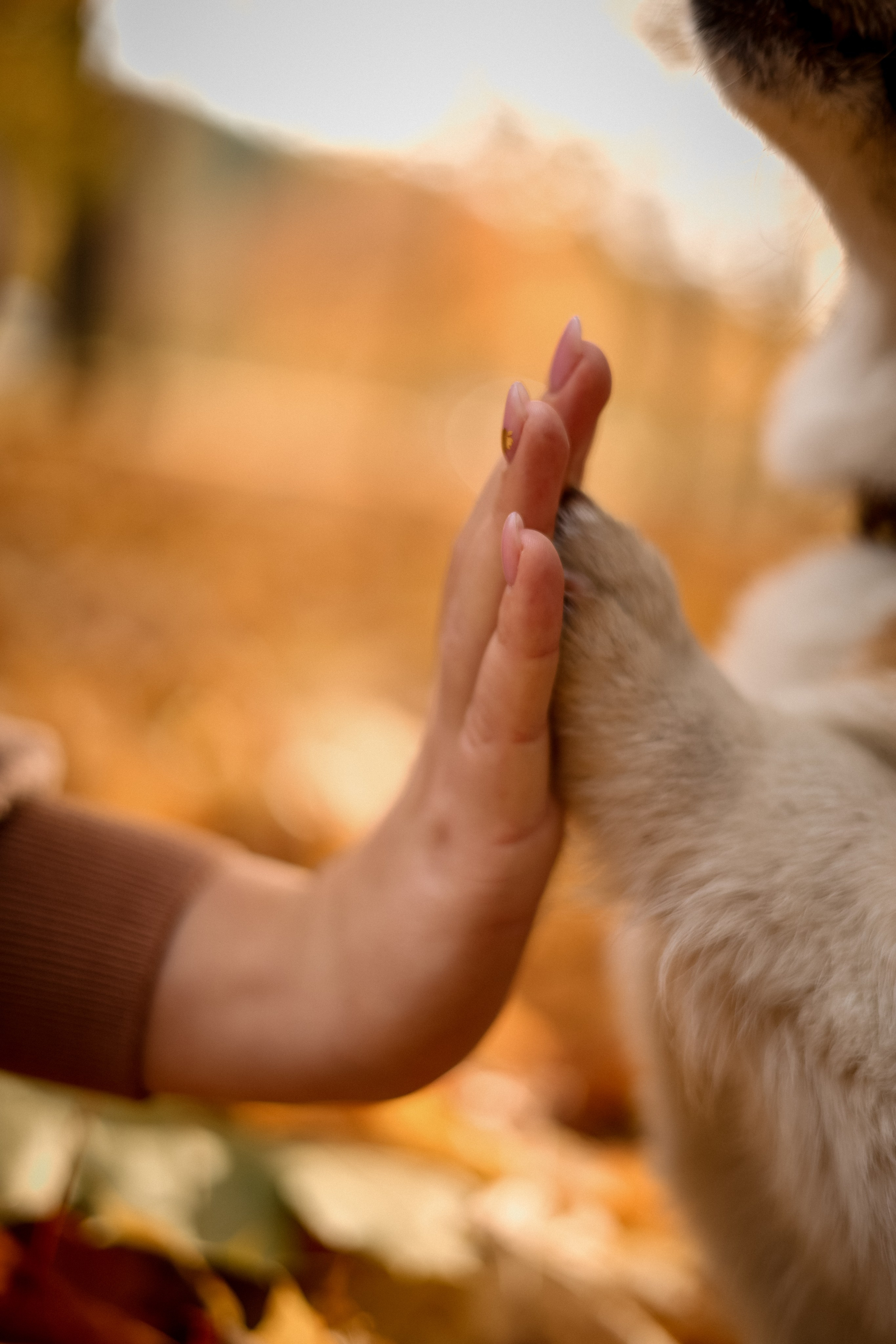 Съёмка с любимым четвероногим другом Ульяна и Фрося. Свадебный фотограф Беларусь Ольга Козыренко