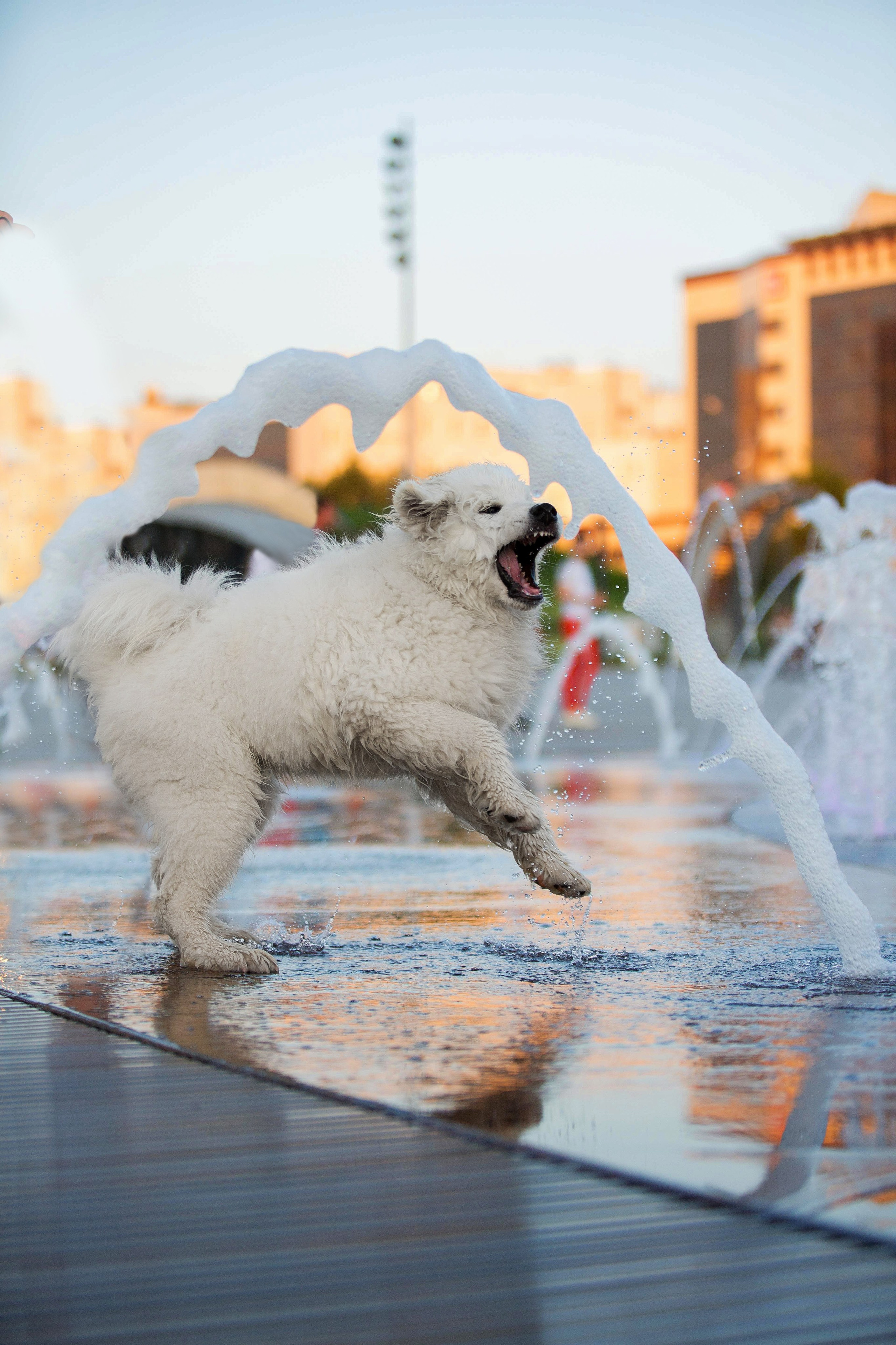 Анастасия, Евгений и самоед Ройс. Https://moshkovaphoto.ru/