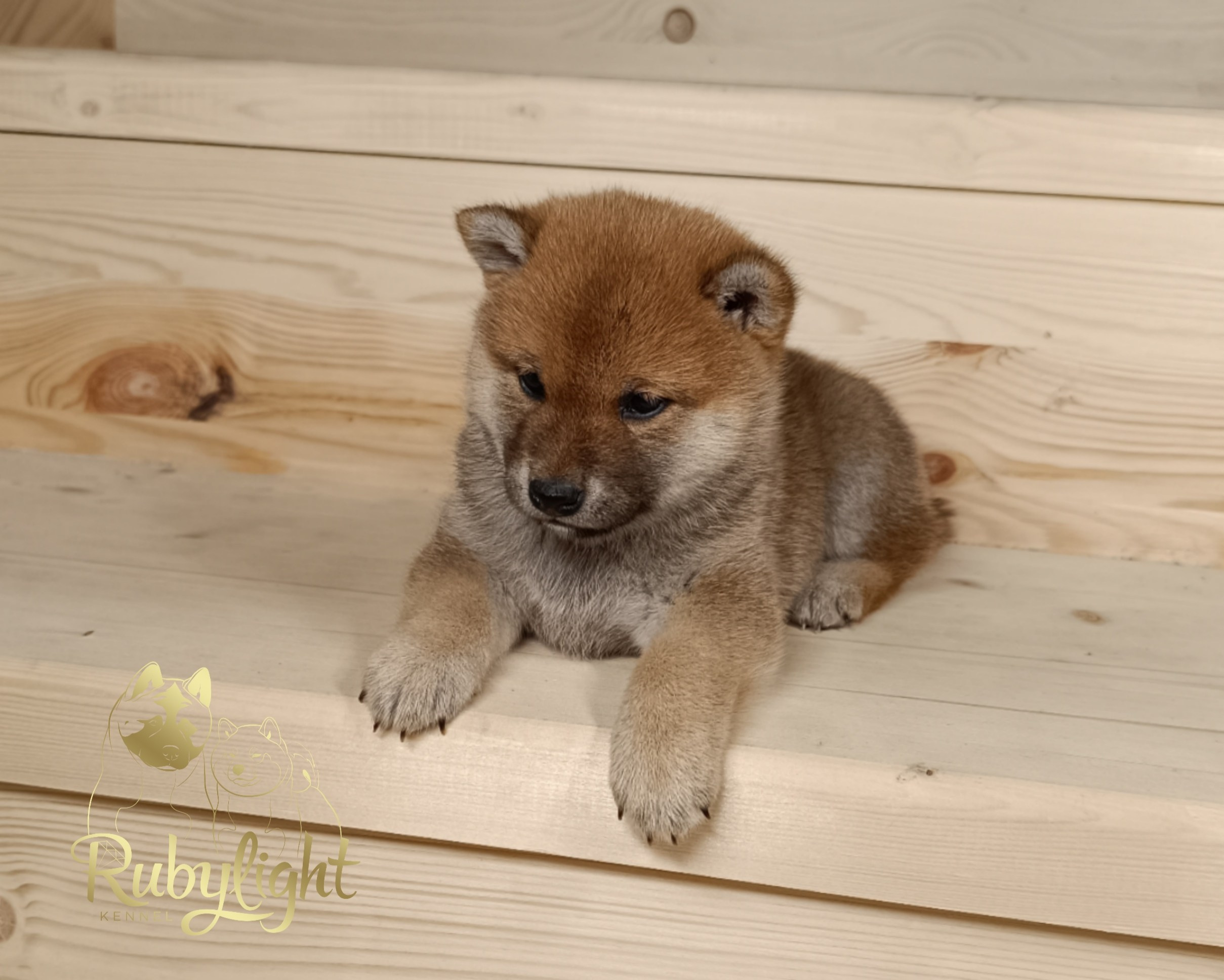 Сиба Rubylight Emma питомник Рубилайт 