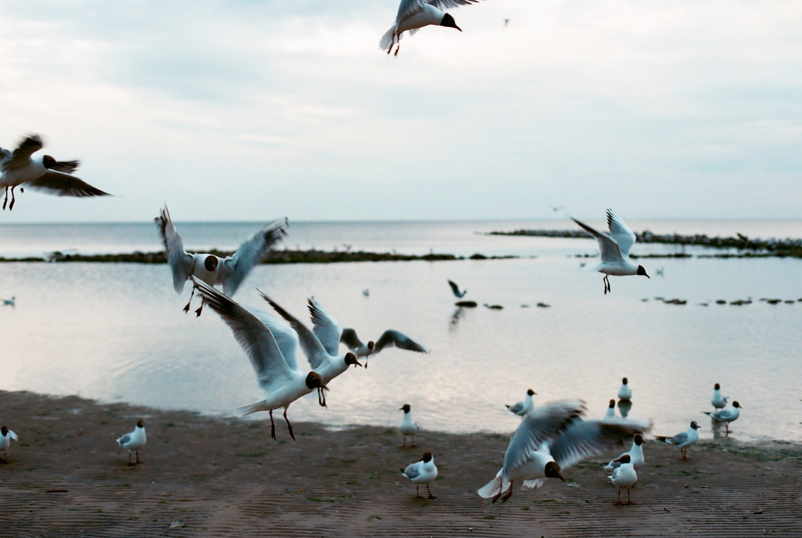 Радмил и Алена. Свадебный и семейный пленочный фотограф в Петербурге Истомина Ирина