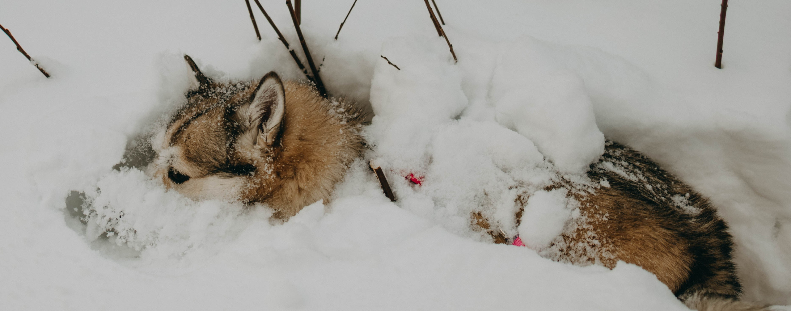 Варвара и Шелби. Фотограф-анималист в Екатеринбурге | Кристина
