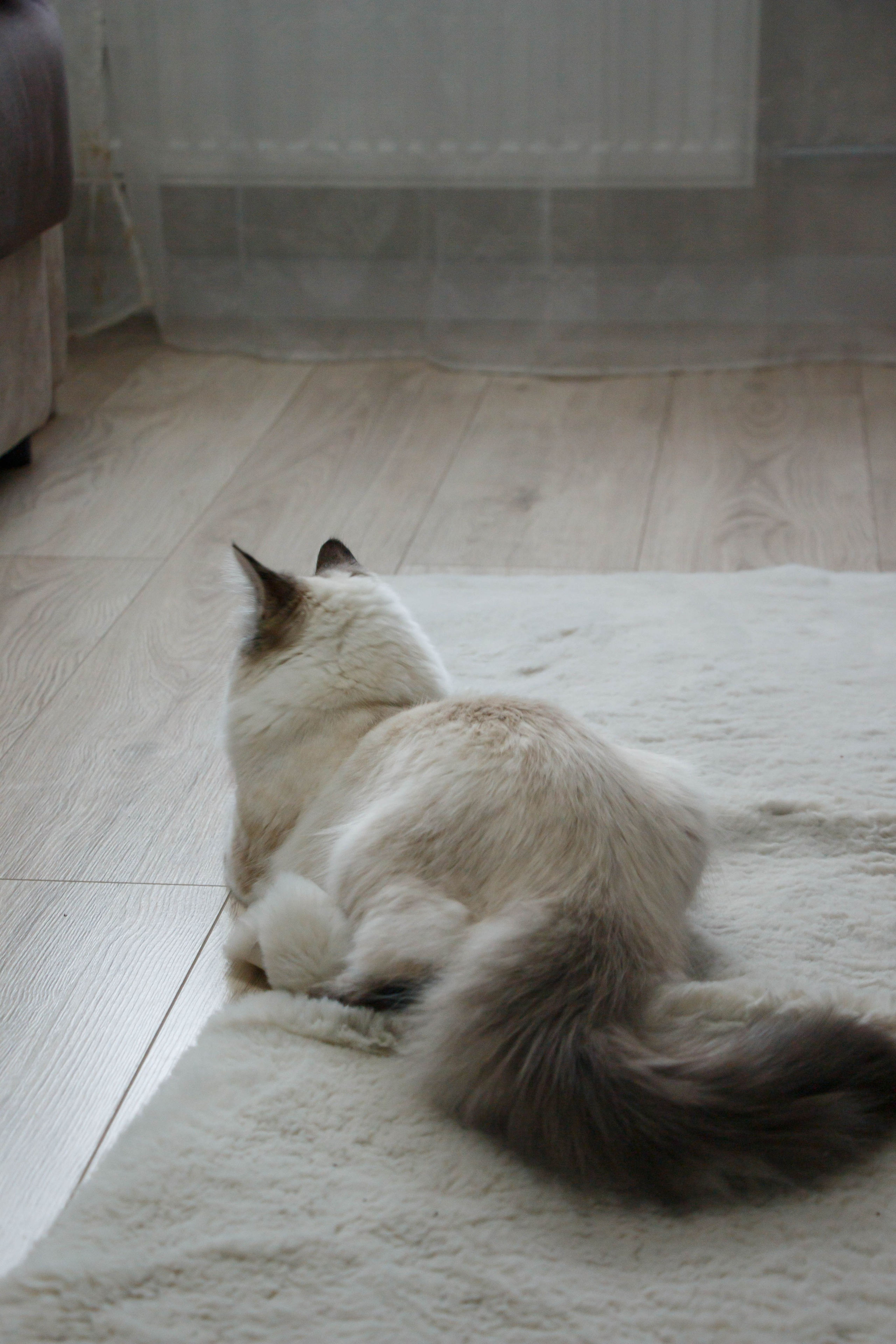 Kristina & Miya. Бережно сохраняю ваши чувства и истории на своих фотографиях