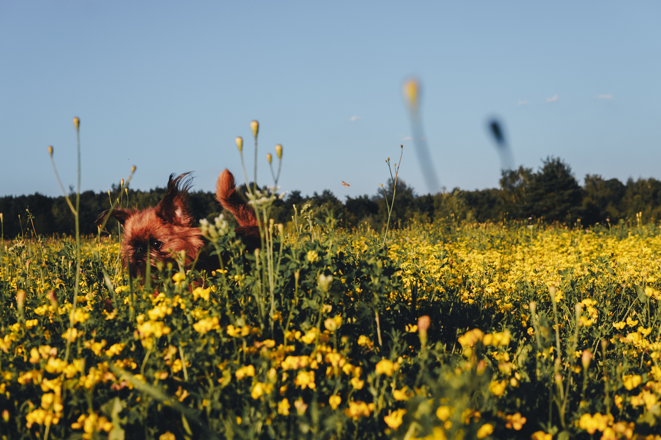 Катя и Яшма. Фотограф-анималист Ксения Воробьева, Москва