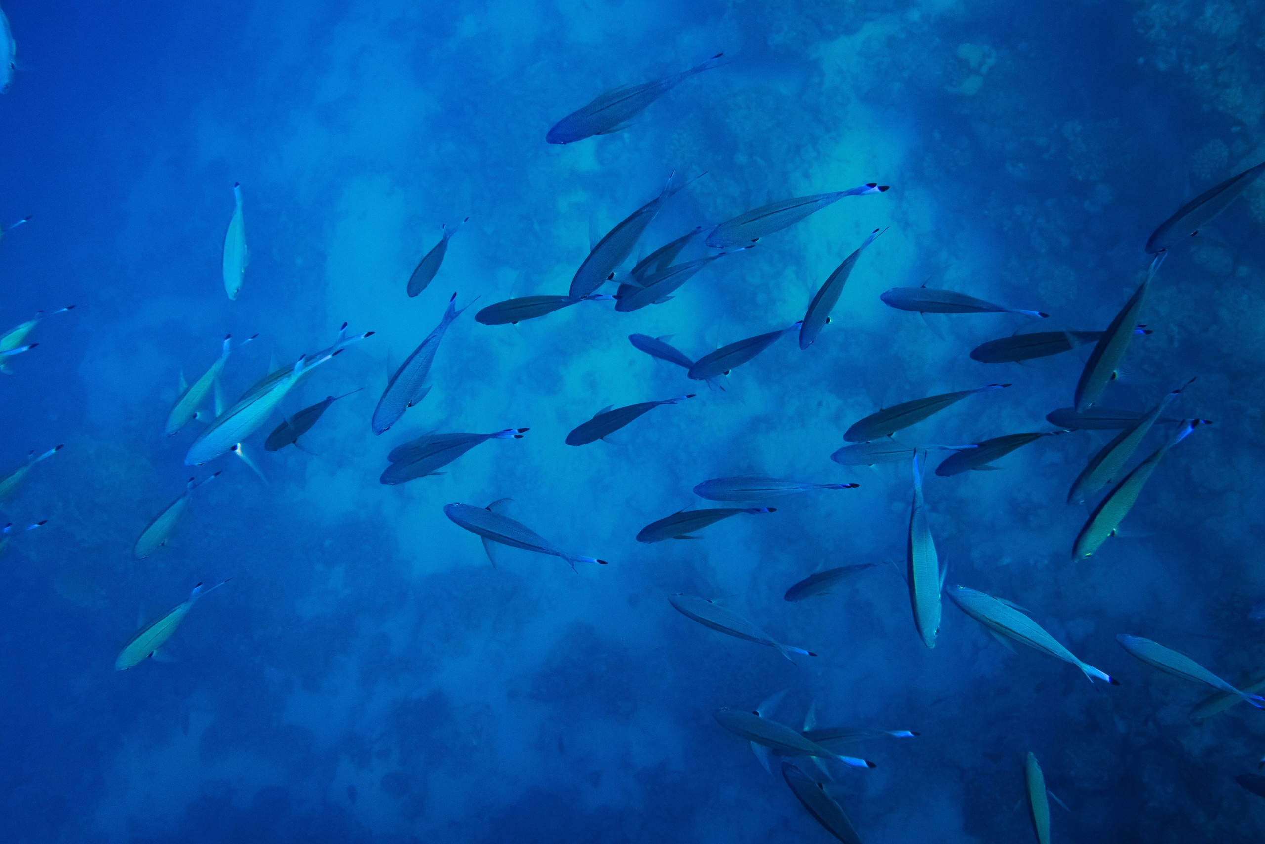 Fish. Фотограф Светлана Голицына