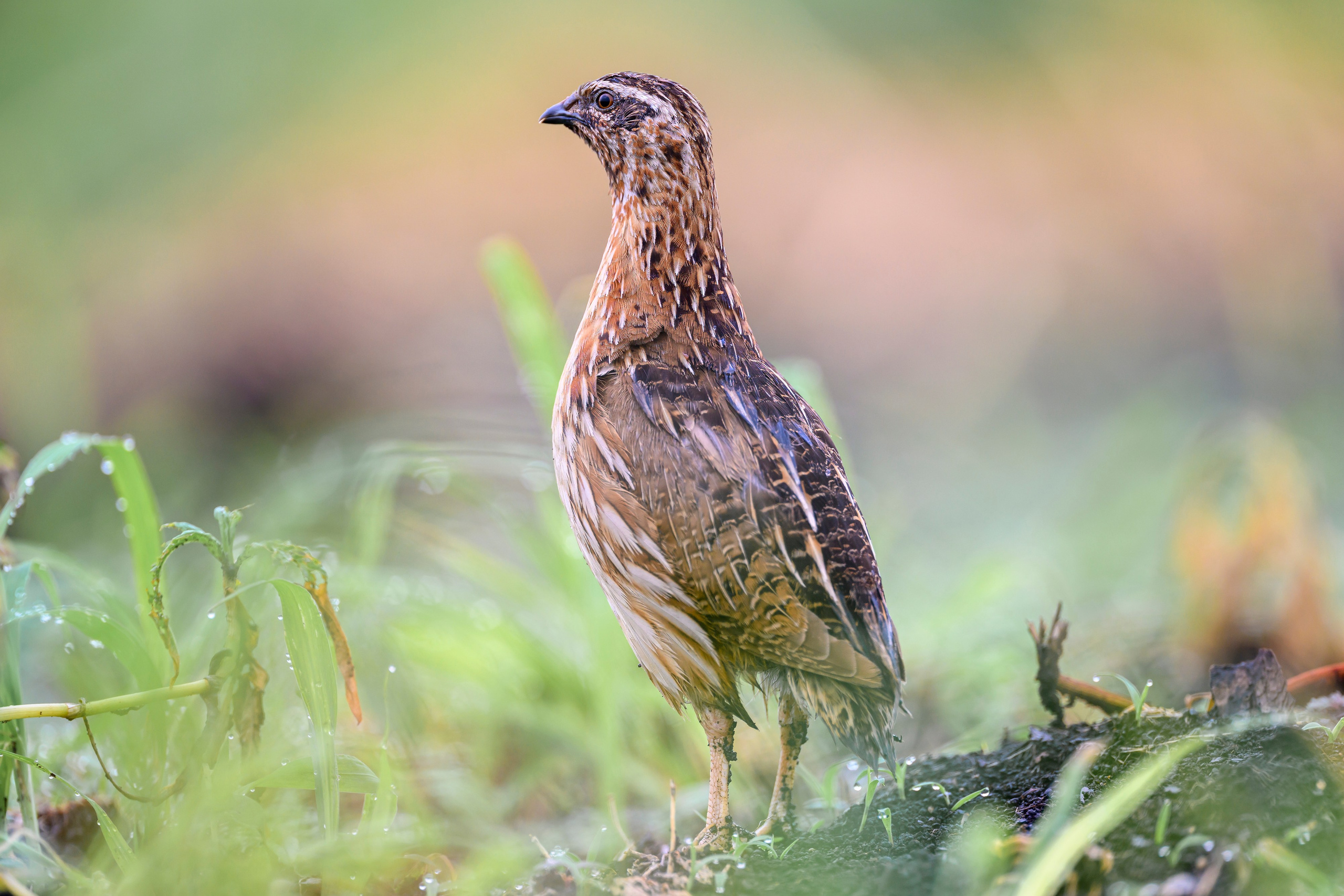 Перепела, часть III. Wildlife photography by Sergey Puponin