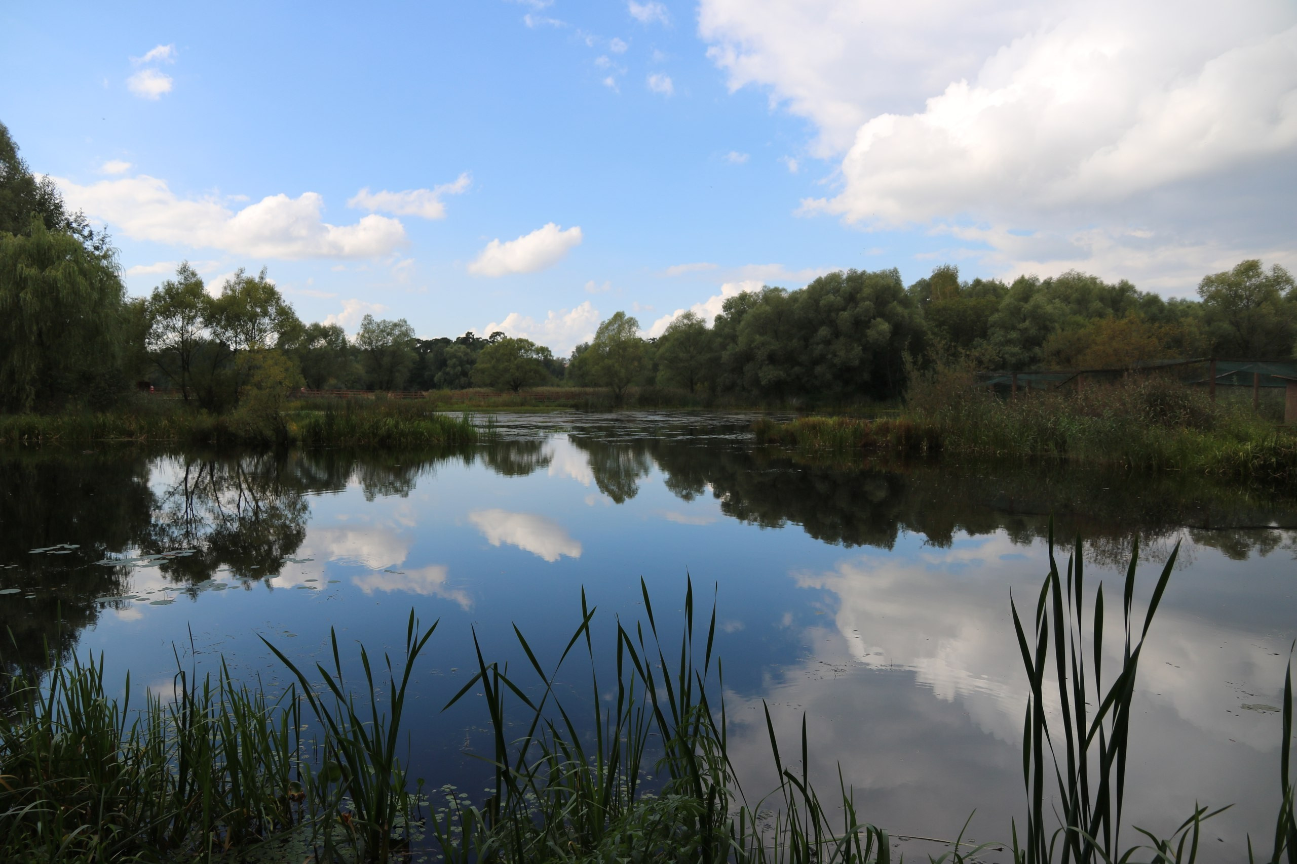 Шашлыки «День в Хогвардсе» | 03.09.2016. Галерея Фантим