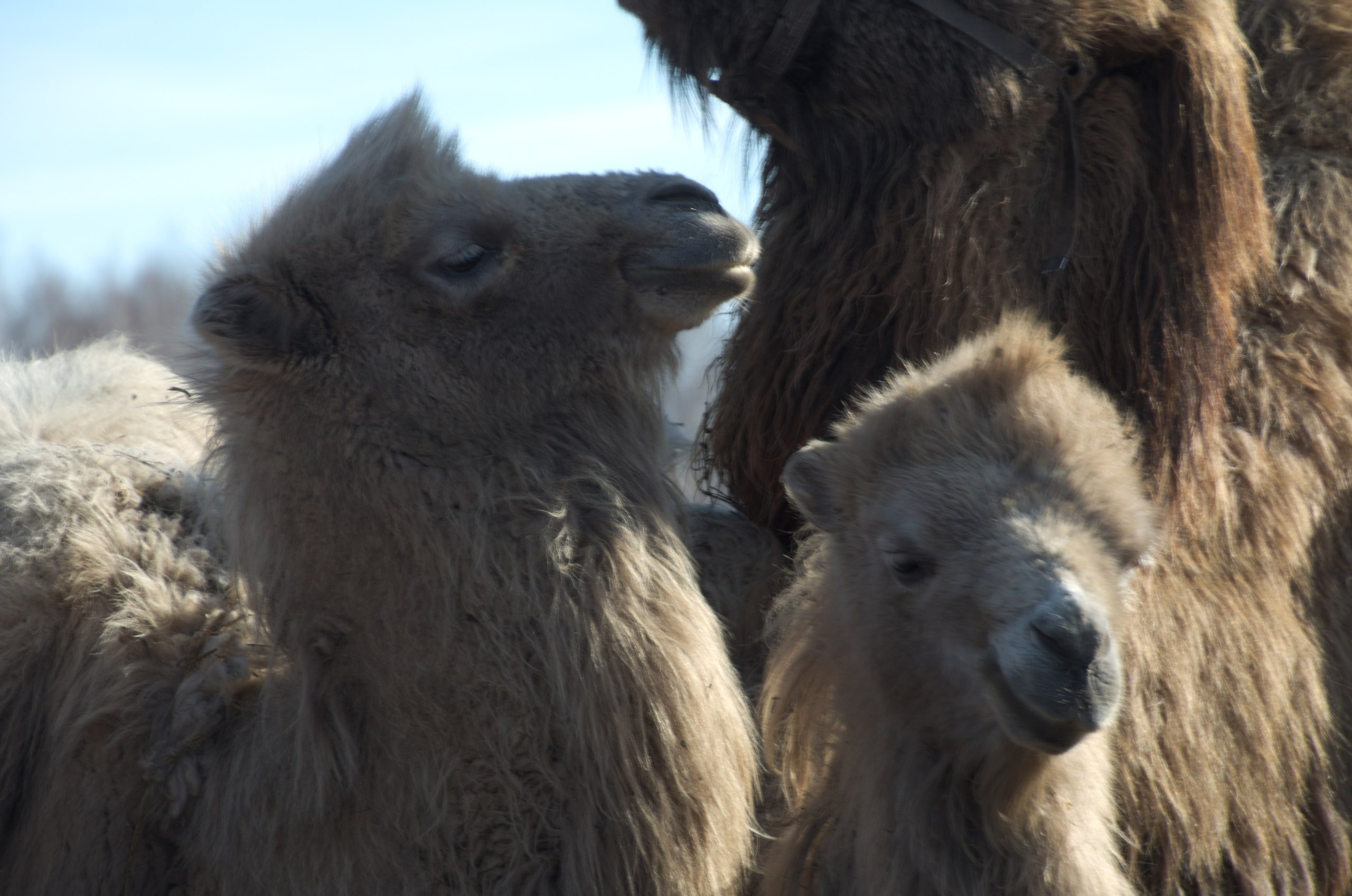 Казань | 24-26.03.2017. Галерея Фантим