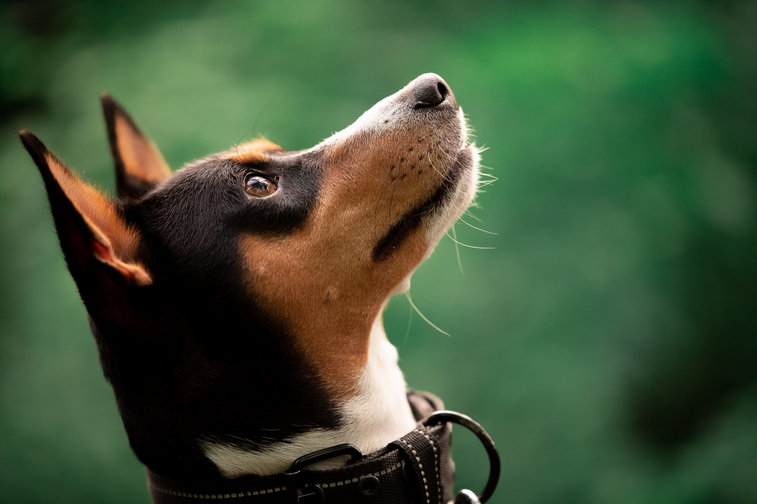 Собаки. Фотограф-анималист в Санкт-Петербурге Анастасия Иванова