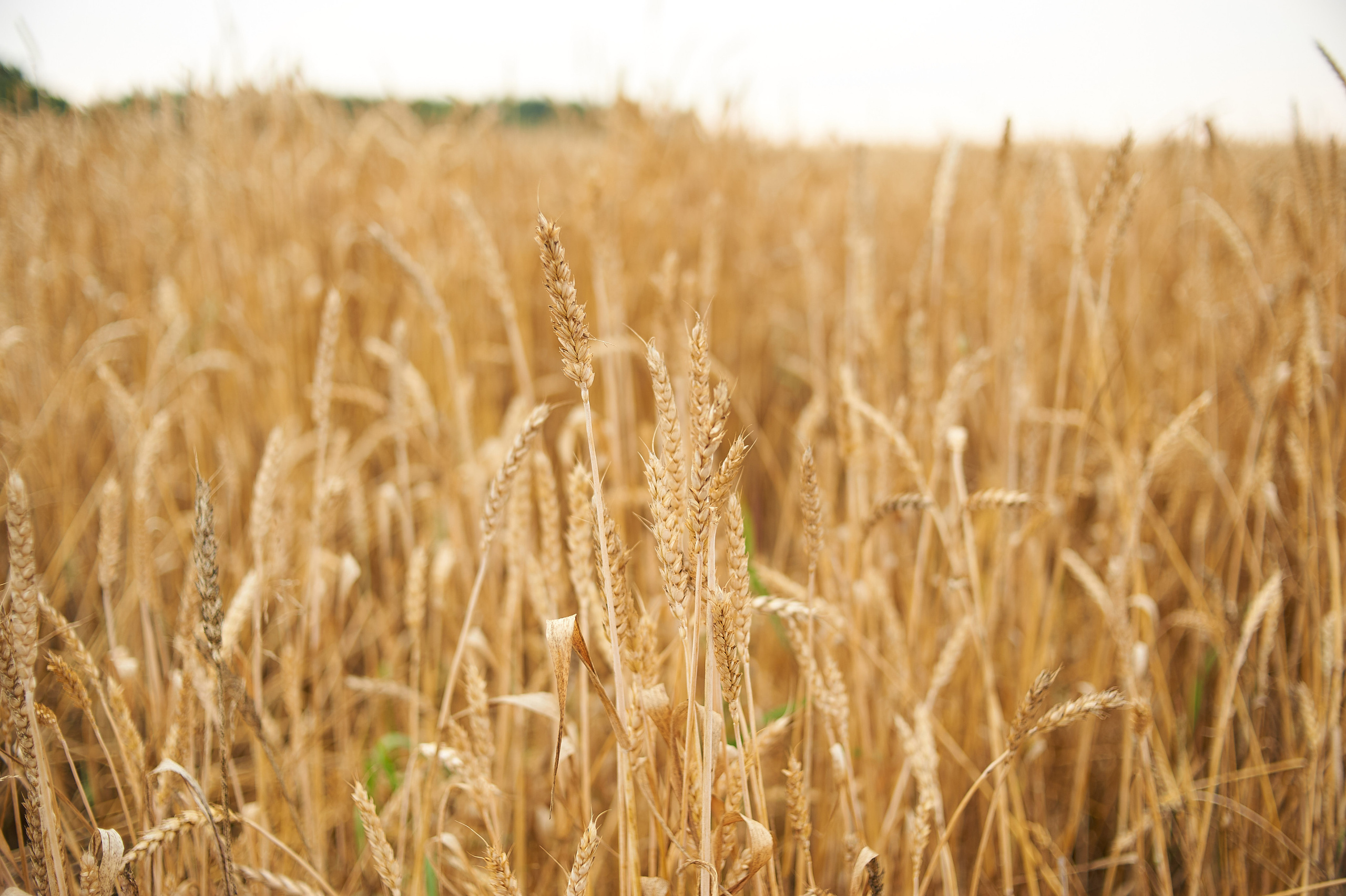 В пшеничном поле. Семейный и детский фотограф в г. Ногинске Ангелина Хасанова
